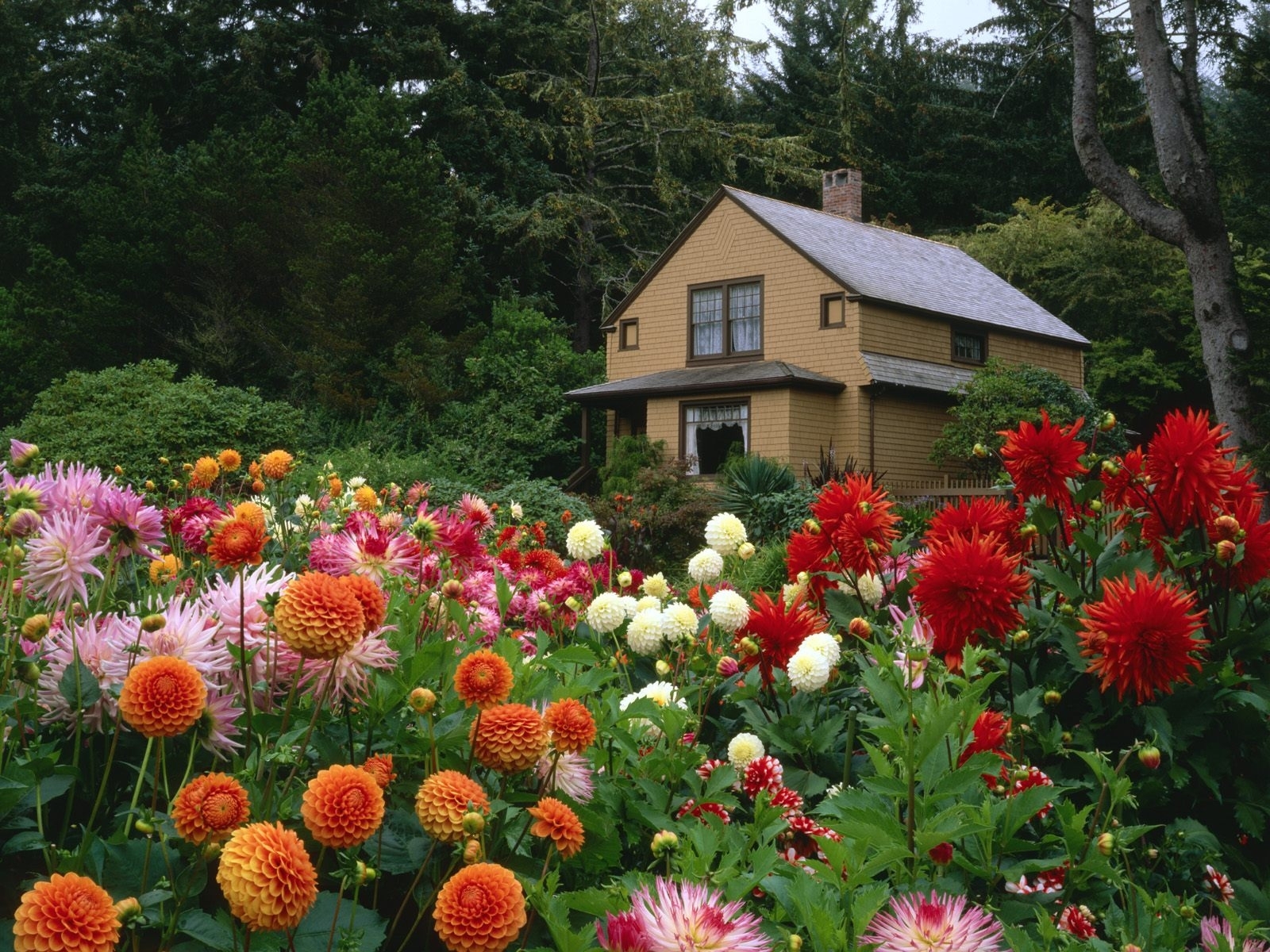 Laden Sie das Landschaft, Blumen, Häuser, Pflanzen-Bild kostenlos auf Ihren PC-Desktop herunter