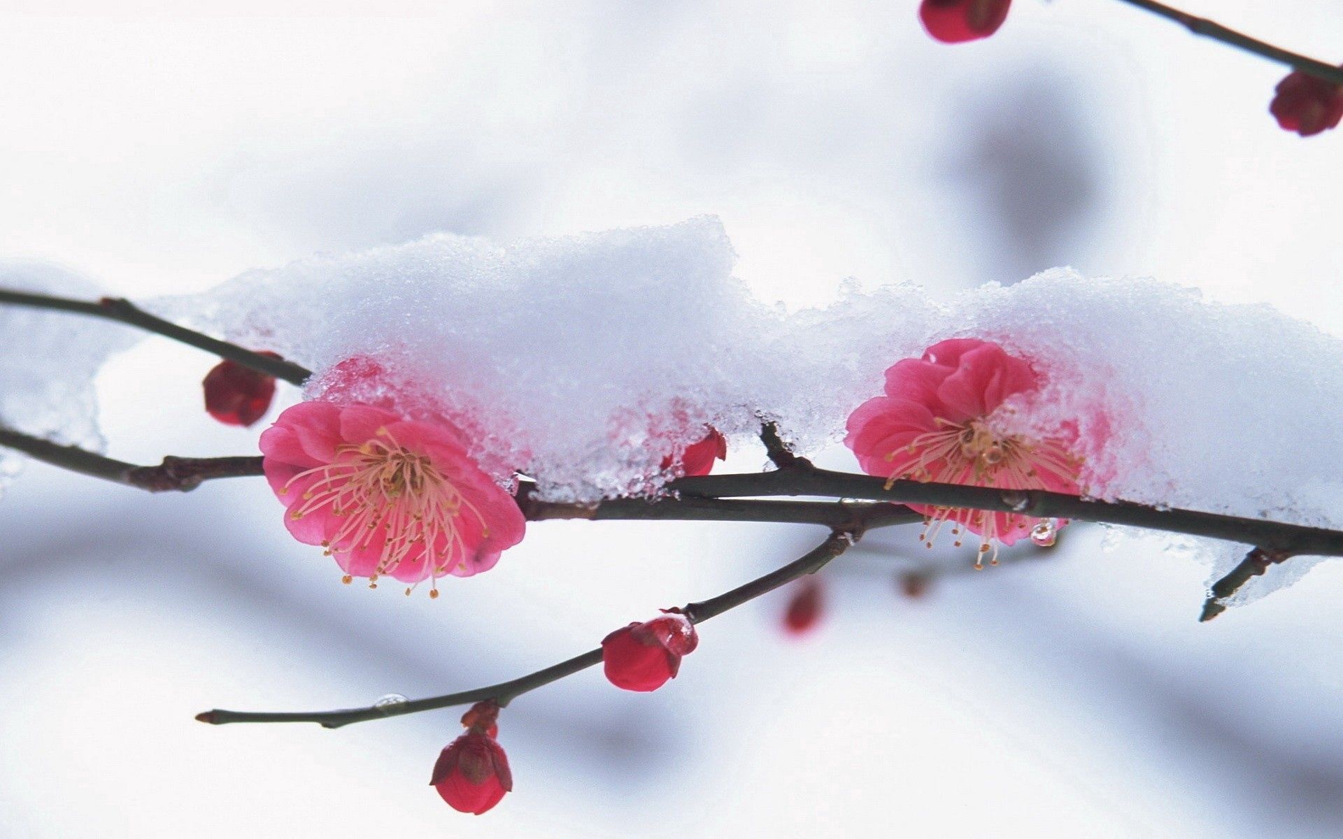 Скачать картинку Снег, Растение, Макро, Зима, Цветок, Розовый в телефон бесплатно.