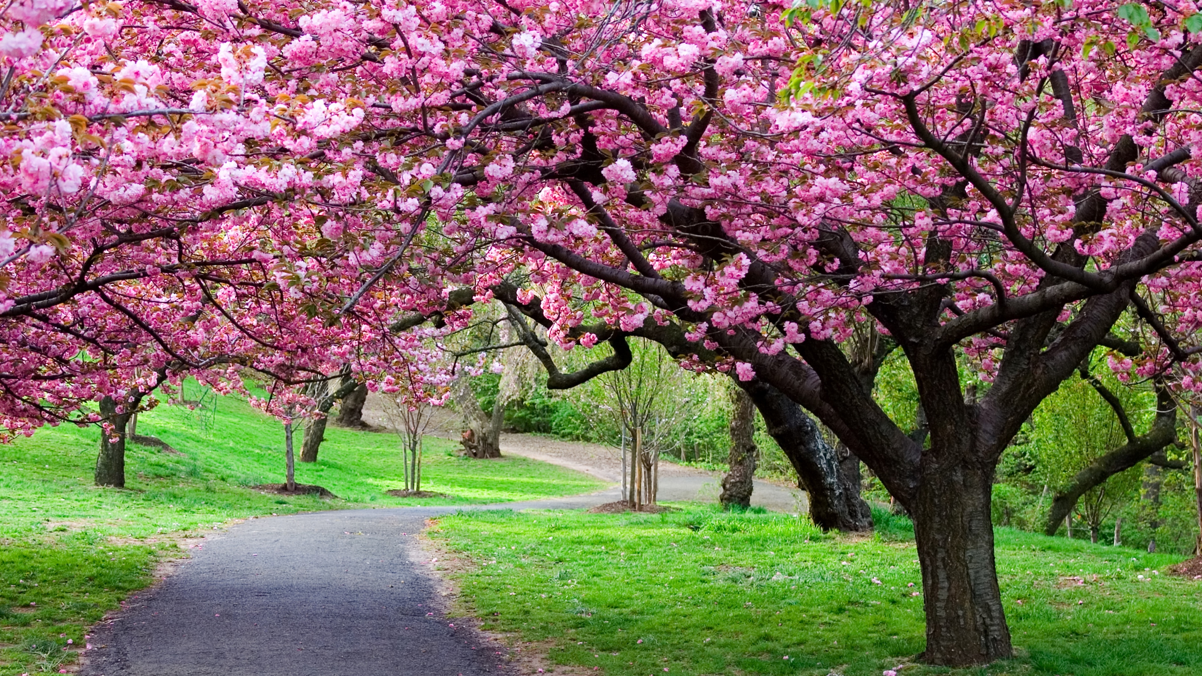 670994 завантажити картинку весна, парк, японія, сакура, земля, вишневий цвіт, вишневе дерево, шлях - шпалери і заставки безкоштовно
