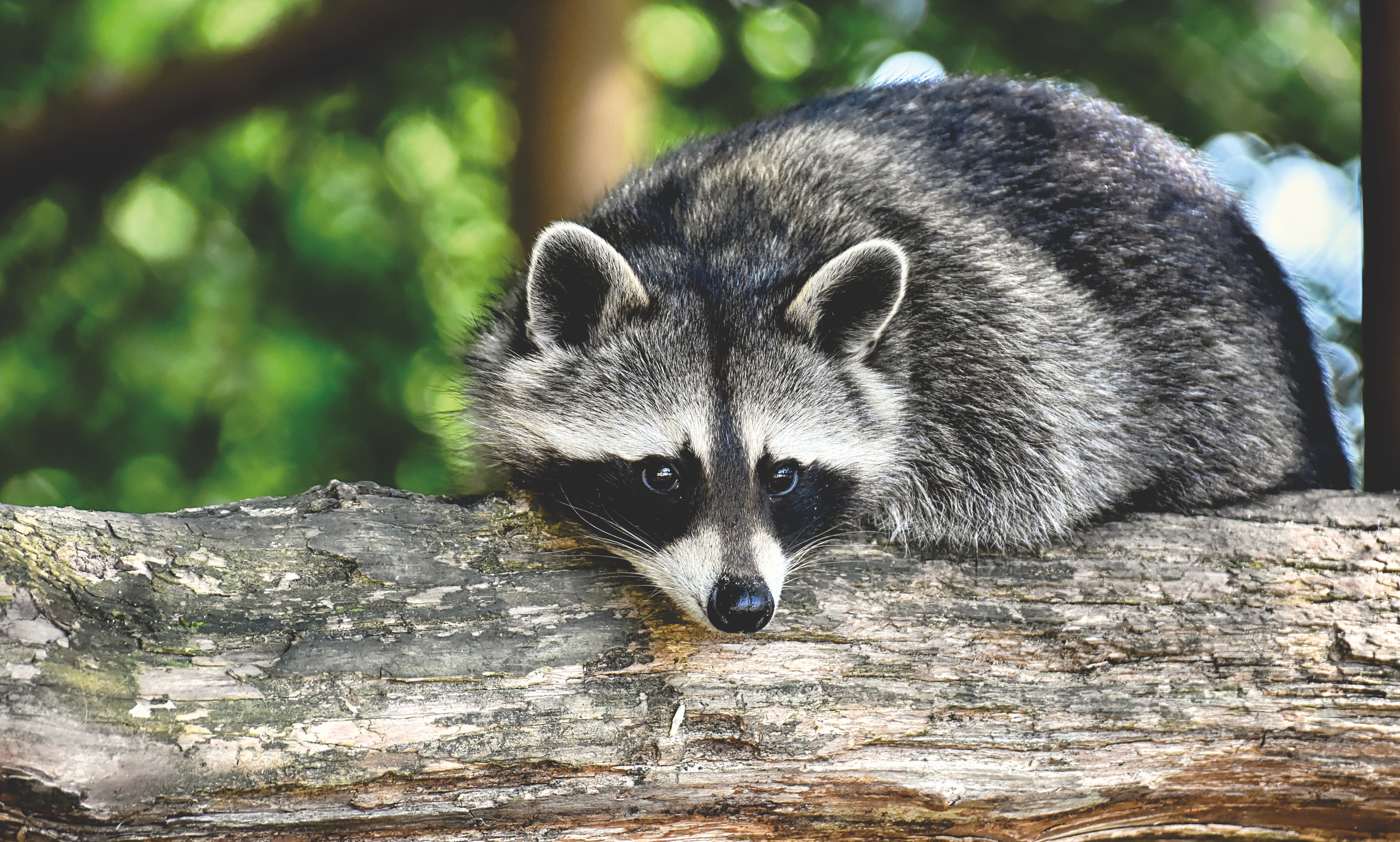 Descarga gratuita de fondo de pantalla para móvil de Animales, Mapache.