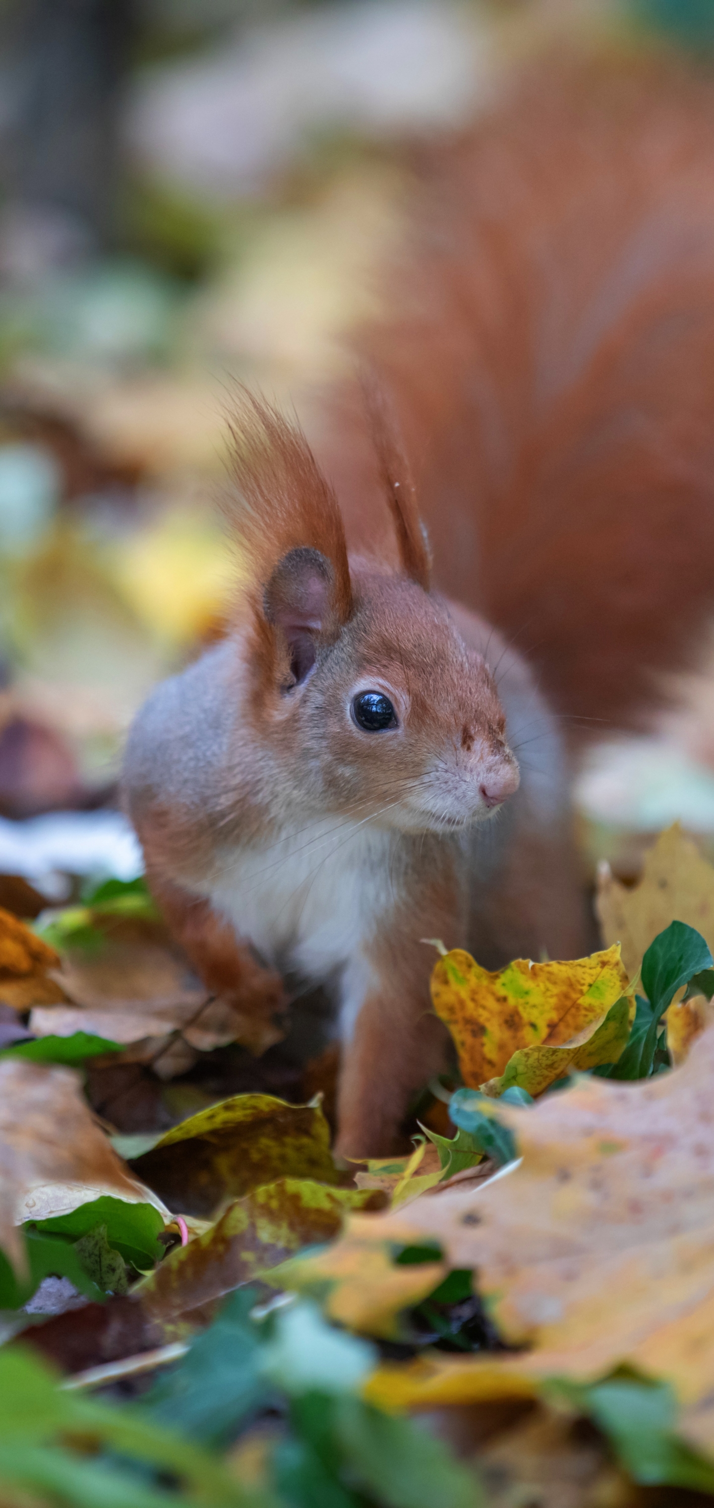 Descarga gratuita de fondo de pantalla para móvil de Animales, Ardilla, Hoja, Roedor.