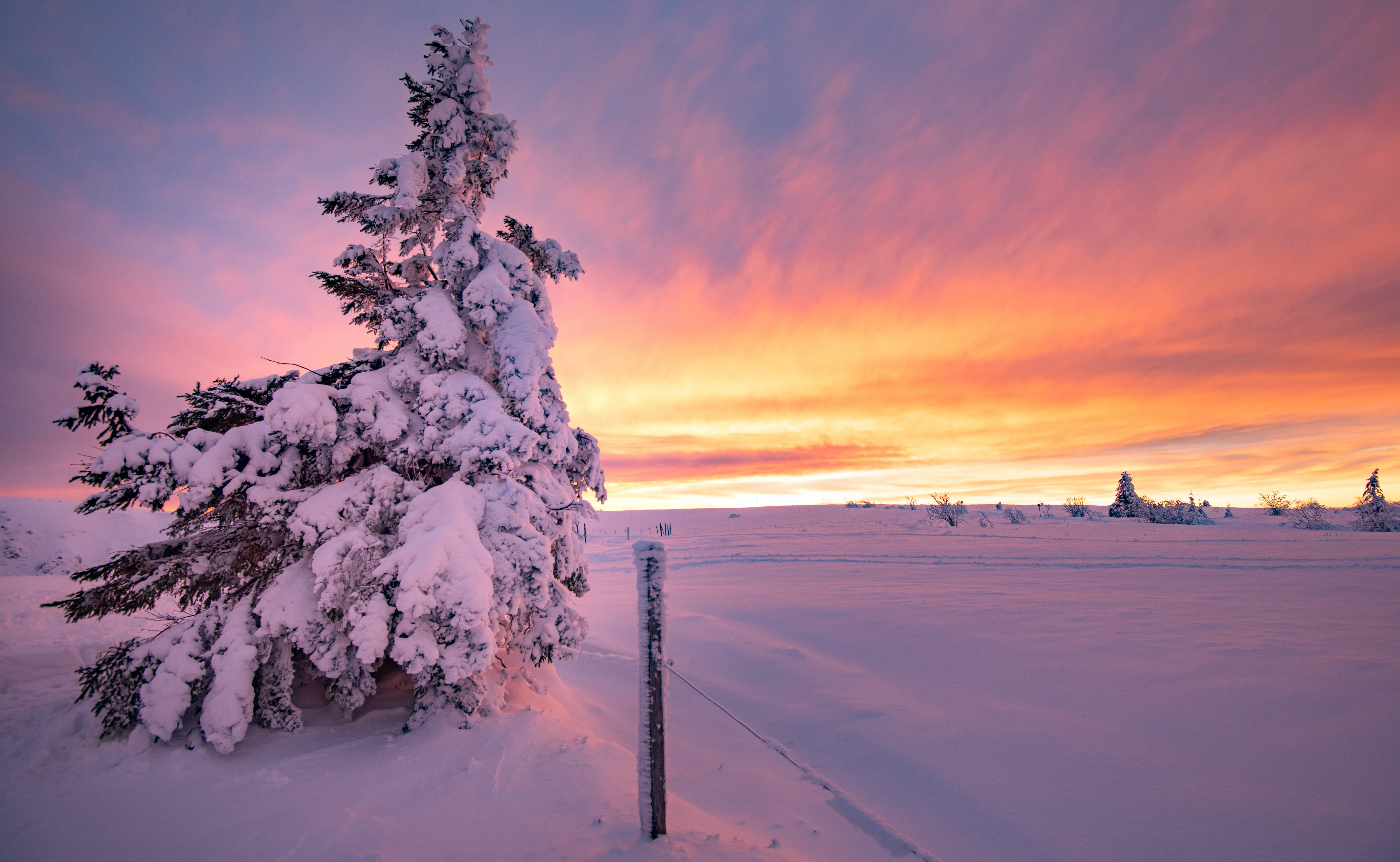 Download mobile wallpaper Winter, Sunset, Snow, Earth, Fir Tree for free.