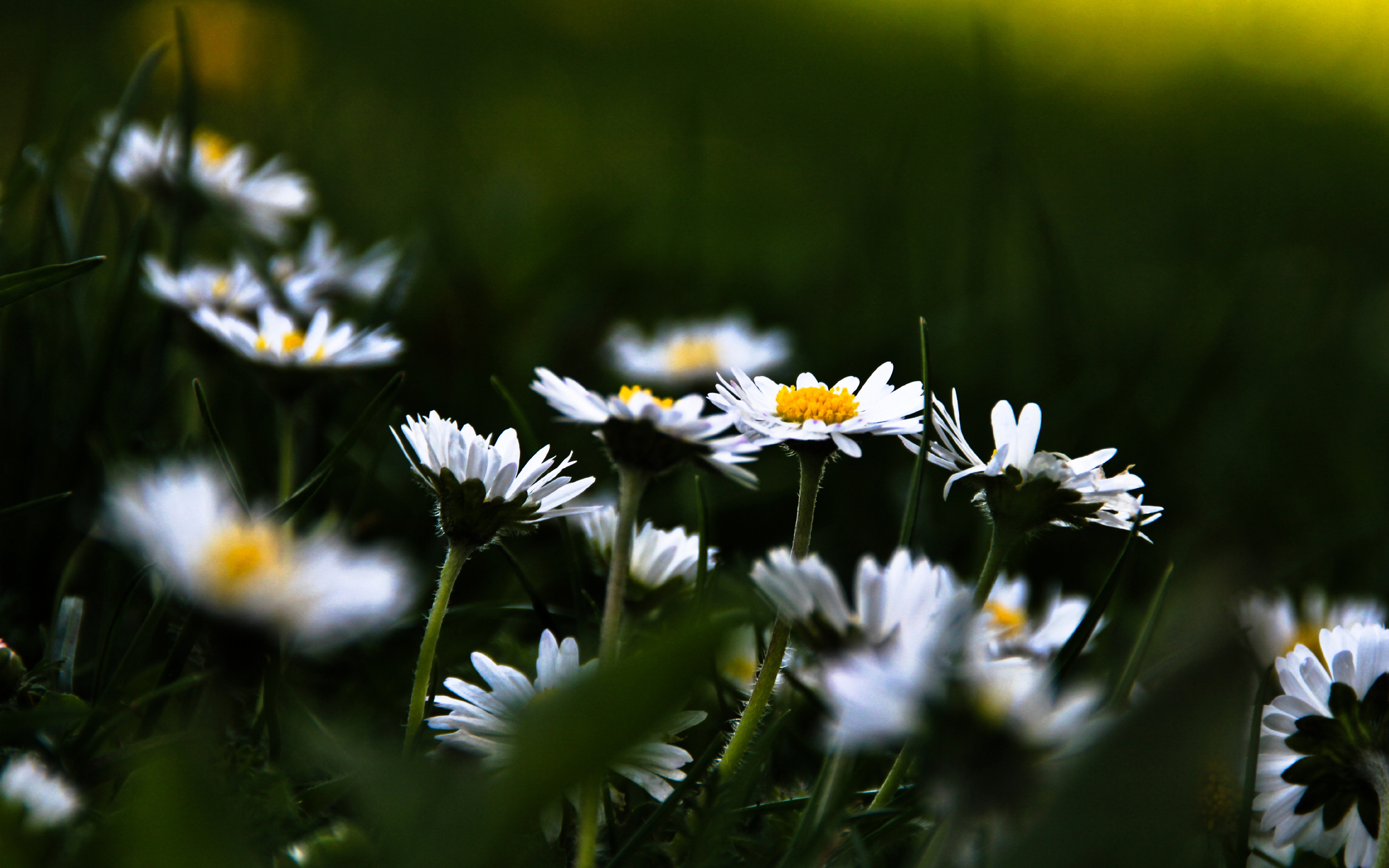 Téléchargez gratuitement l'image Fleurs, Fleur, Terre/nature sur le bureau de votre PC