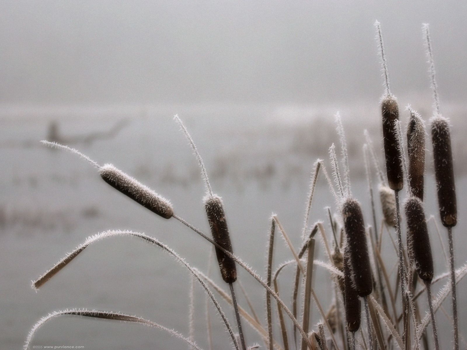 winter, nature, frost, hoarfrost, reeds