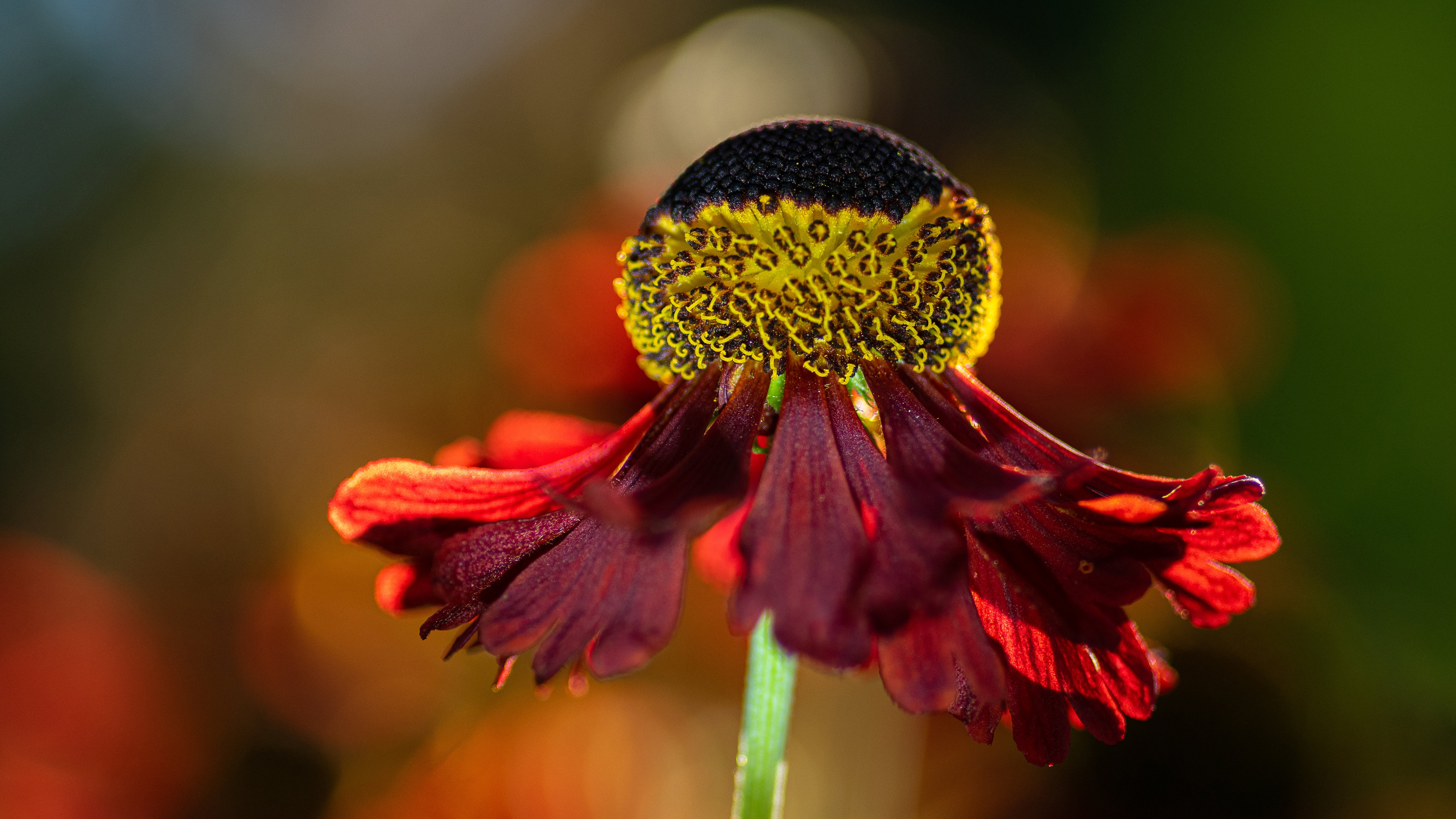 Free download wallpaper Flowers, Flower, Macro, Earth on your PC desktop