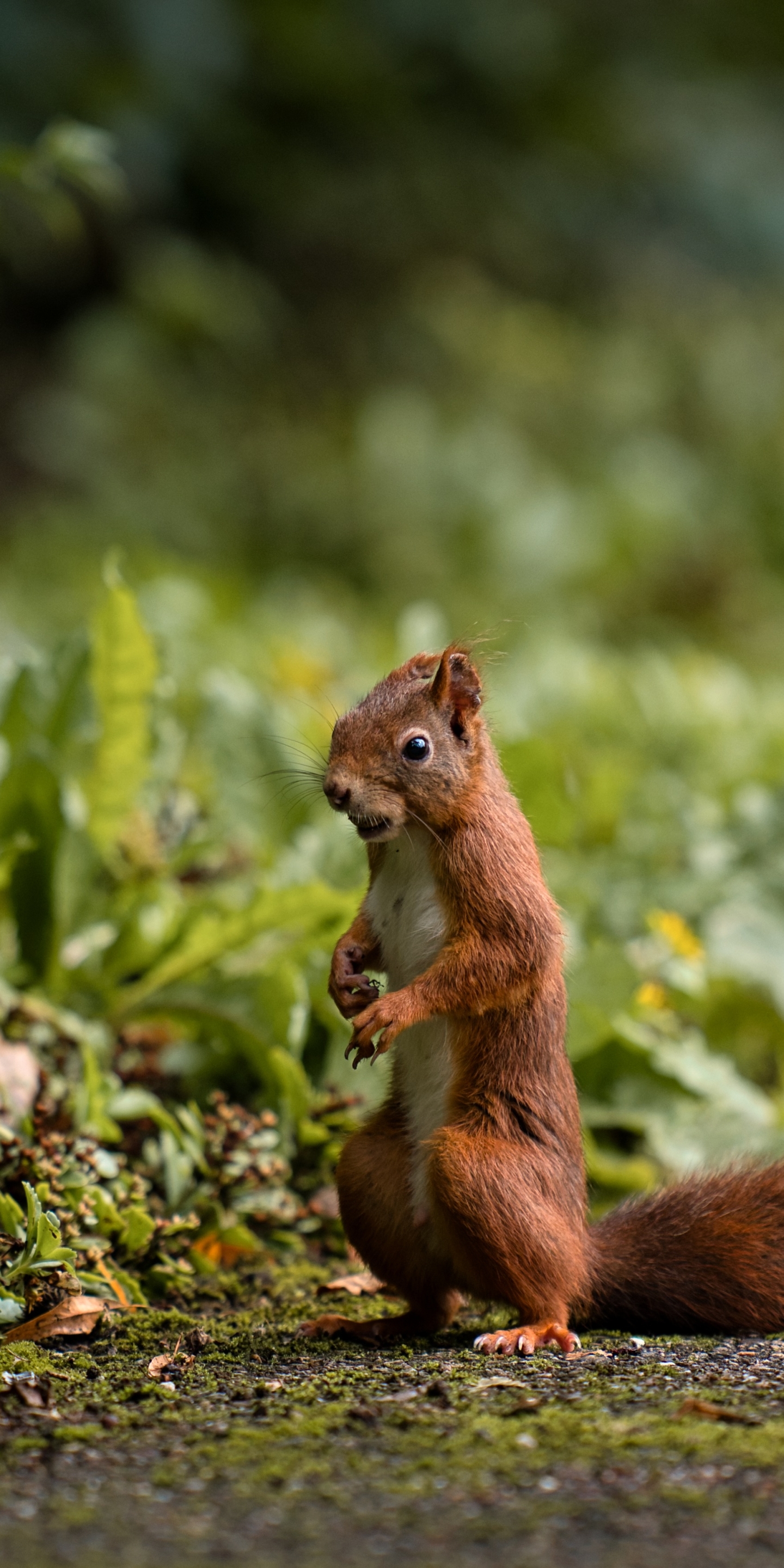 Download mobile wallpaper Squirrel, Animal, Rodent for free.