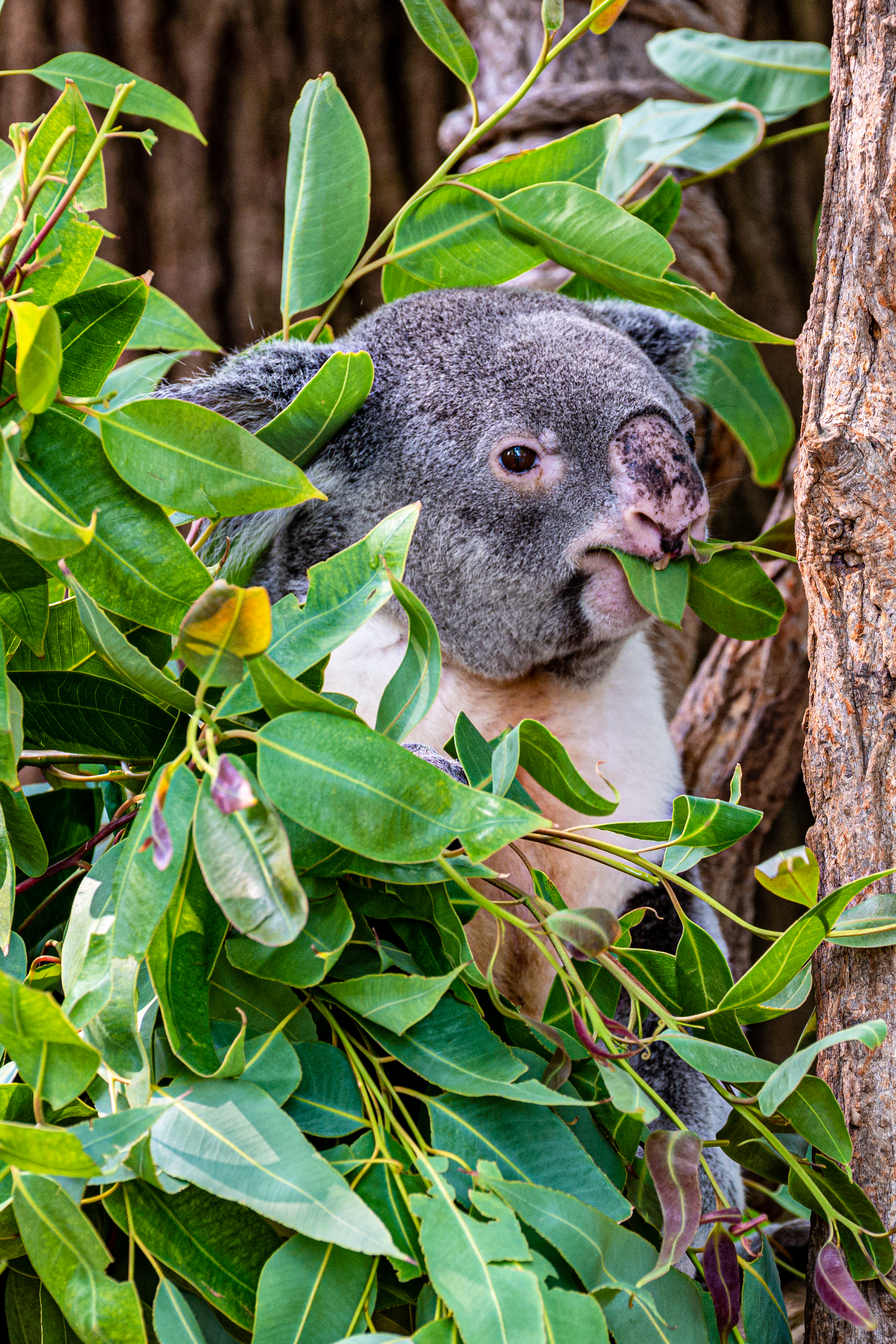 118302 descargar fondo de pantalla animales, madera, árbol, sucursales, ramas, animal, gracioso, coala, koala: protectores de pantalla e imágenes gratis