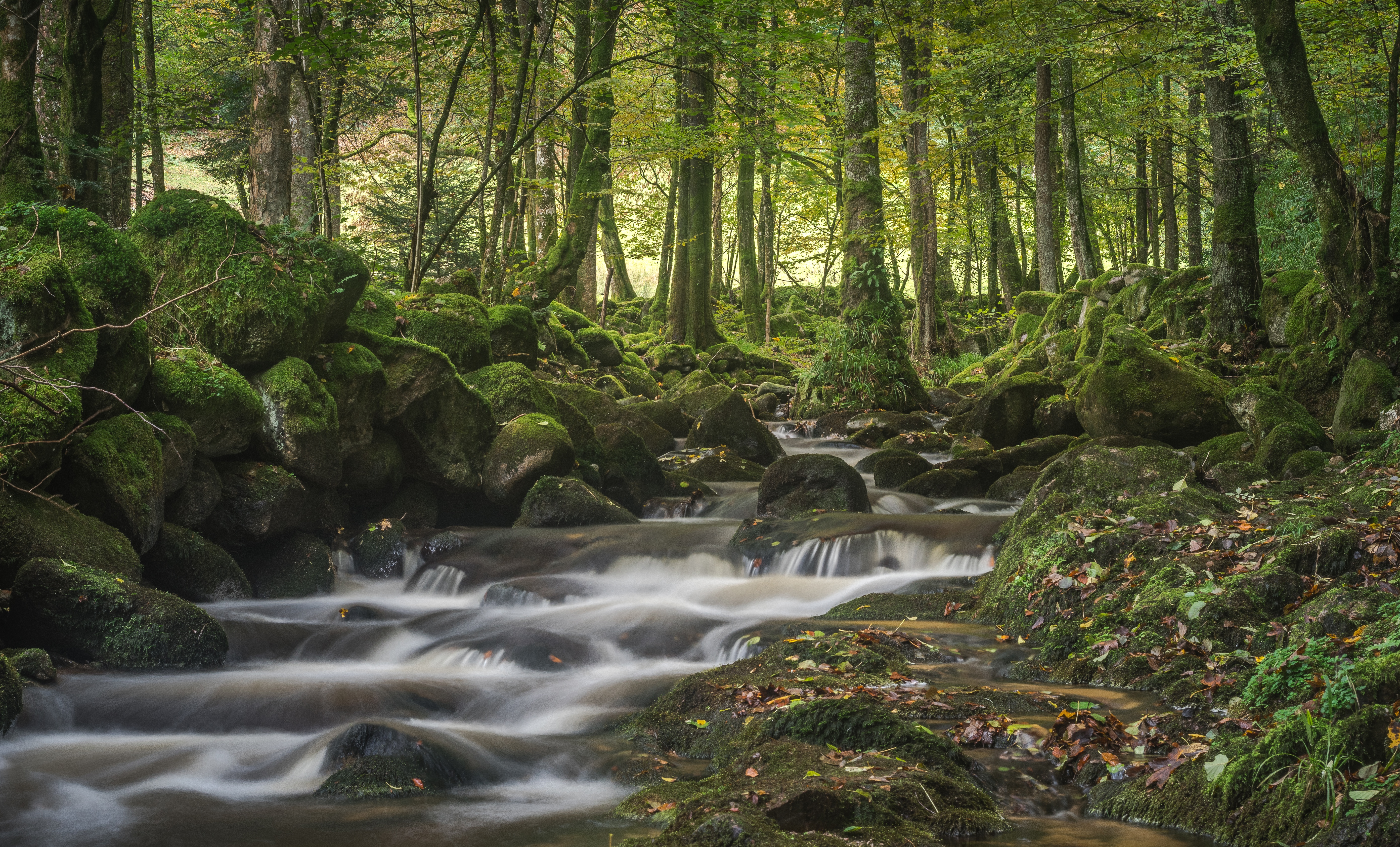 Free download wallpaper Nature, Forest, Earth, Moss, Stream, Greenery on your PC desktop
