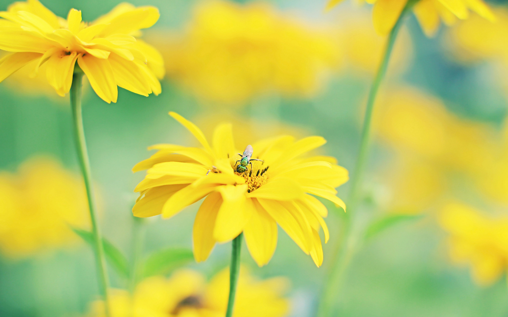 Descarga gratuita de fondo de pantalla para móvil de Flores, Flor, Tierra/naturaleza.