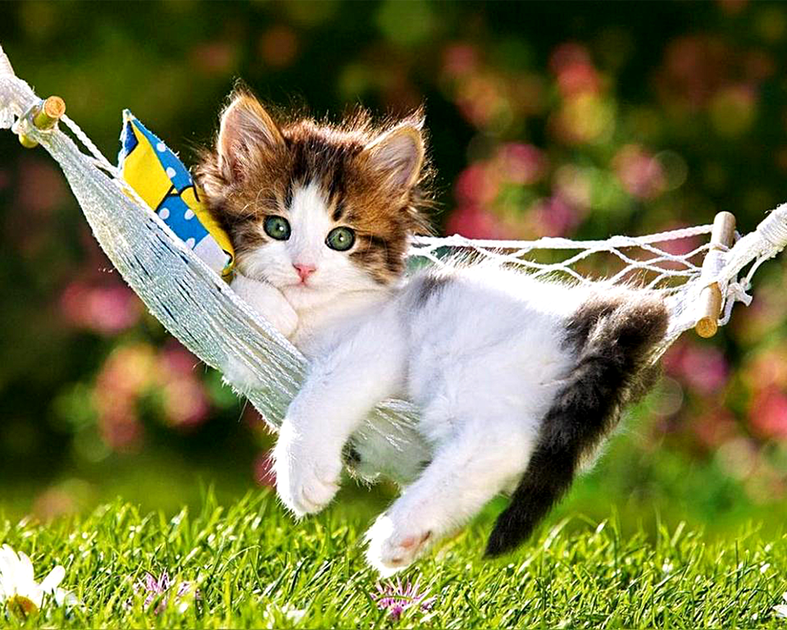 Laden Sie das Tiere, Katzen, Katze, Kätzchen, Süß, Gras, Hängematte-Bild kostenlos auf Ihren PC-Desktop herunter