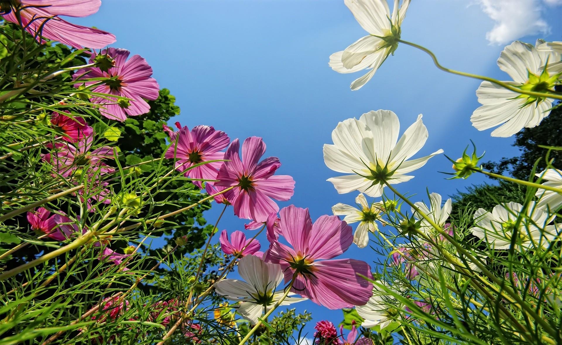 height, kosmeya, flowers, sky, greens, cosmos download HD wallpaper