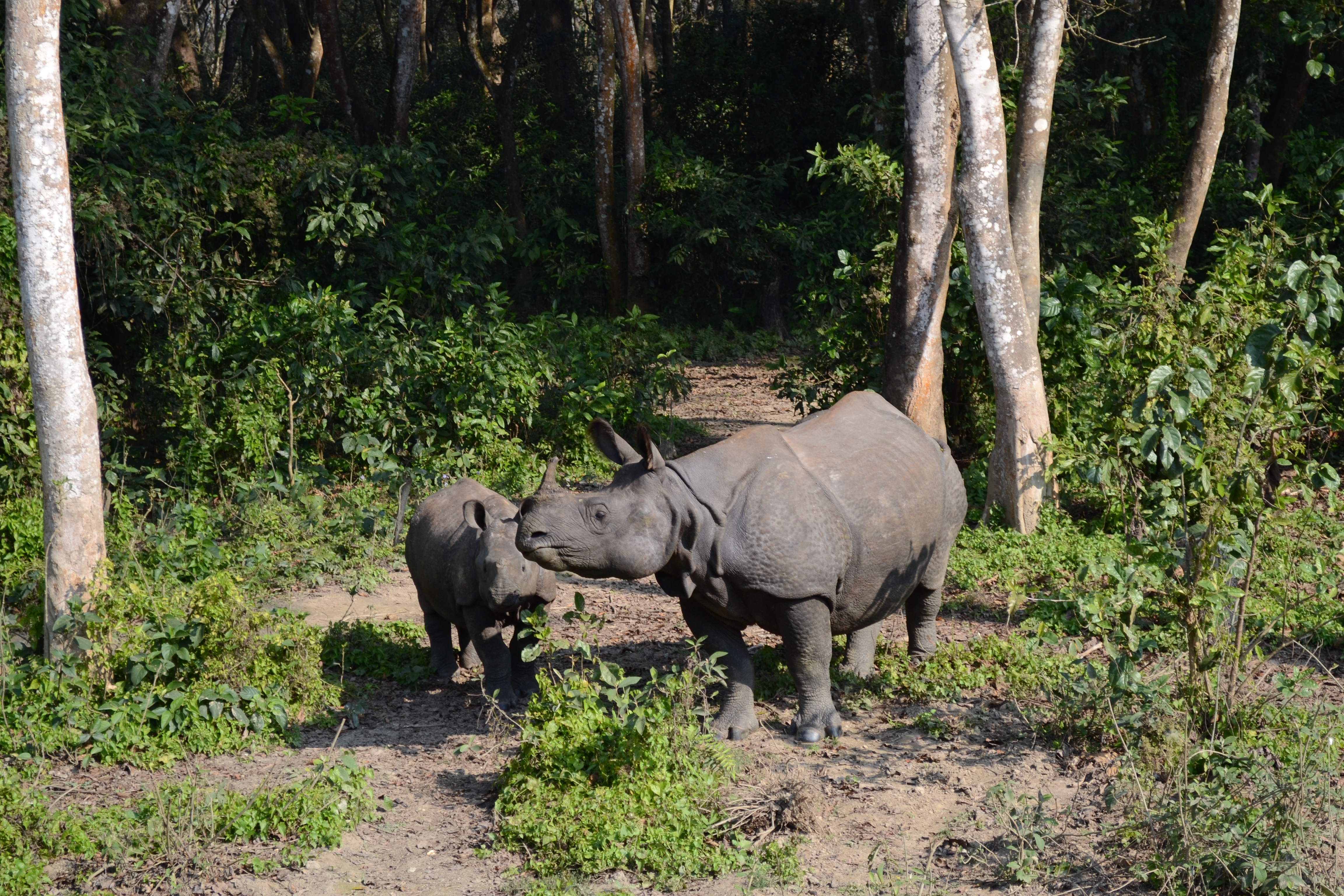 53829 descargar fondo de pantalla animales, bosque, paseo, una familia, familia, rinocerontes: protectores de pantalla e imágenes gratis