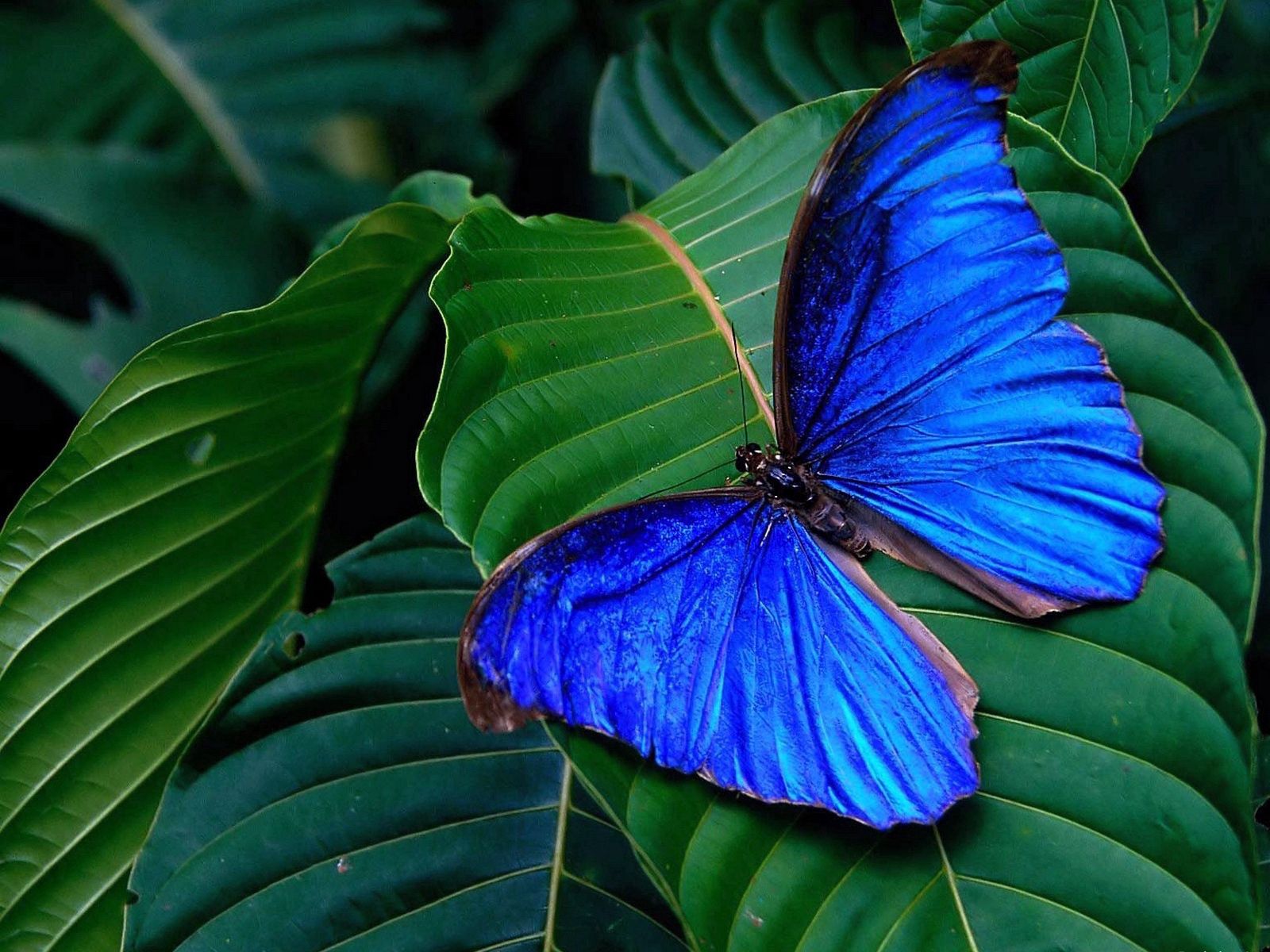 Download mobile wallpaper Macro, Leaves, Wings, Bright, Butterfly for free.
