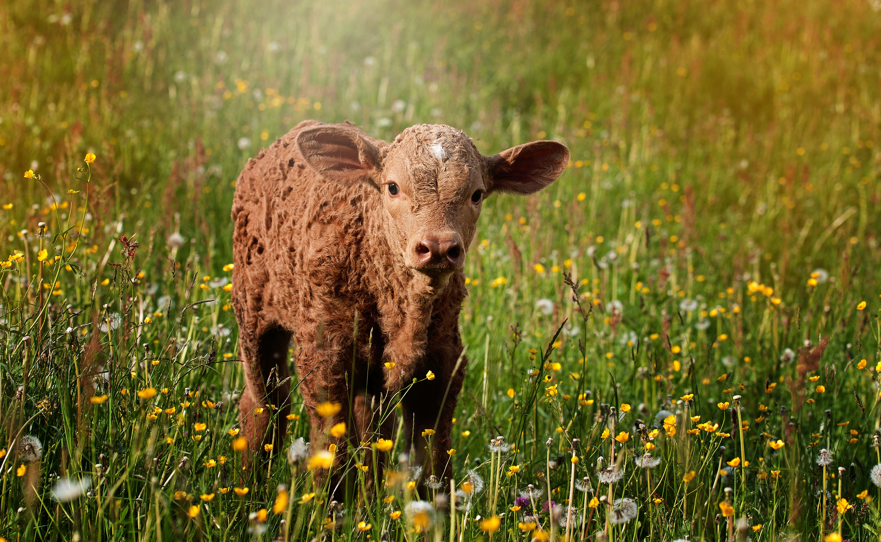 PCデスクトップに動物, 草, 牛, 赤ちゃん動物画像を無料でダウンロード