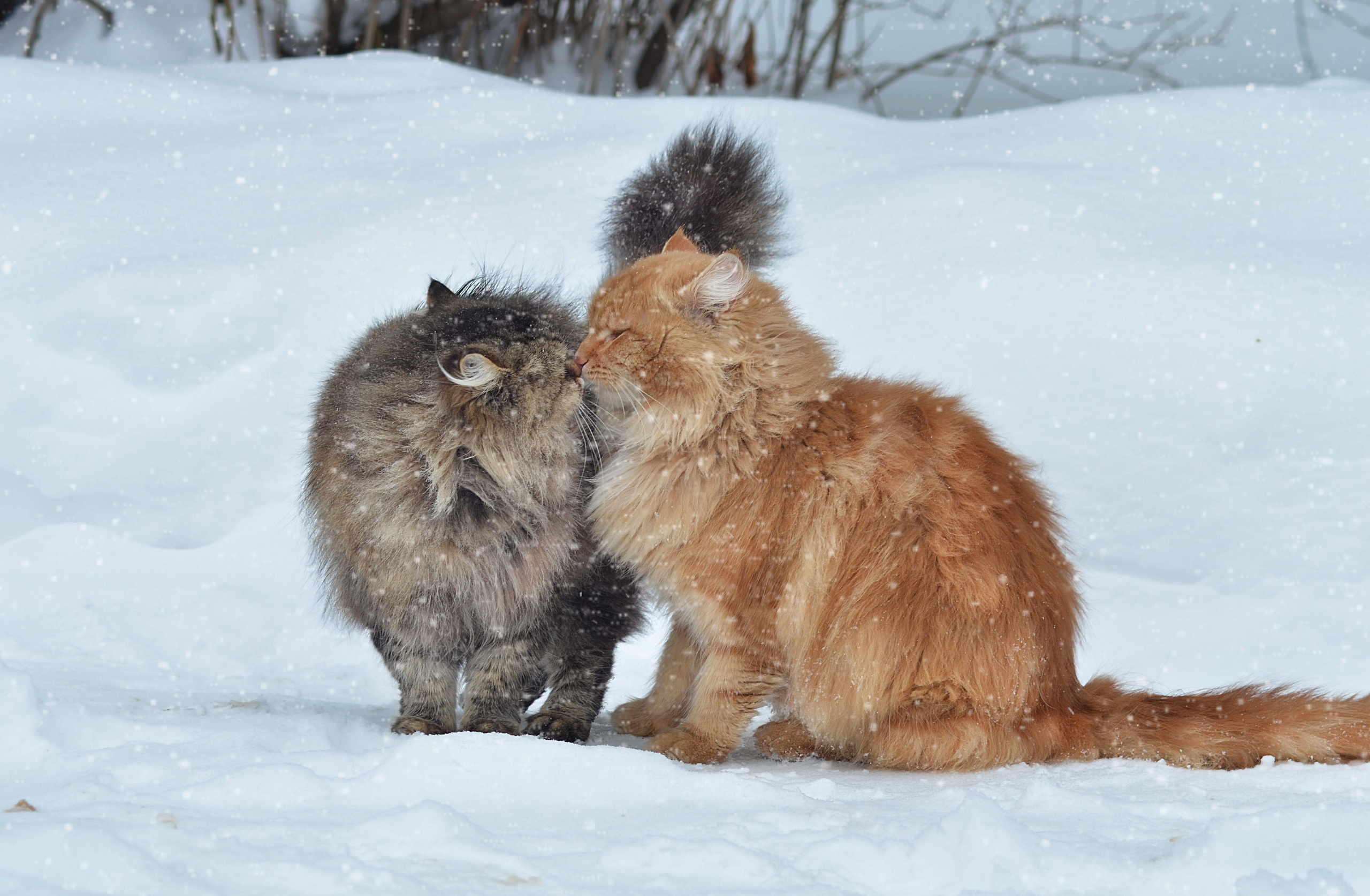 59853 скачать обои снег, поцелуй, коты, пара, зима, животные - заставки и картинки бесплатно