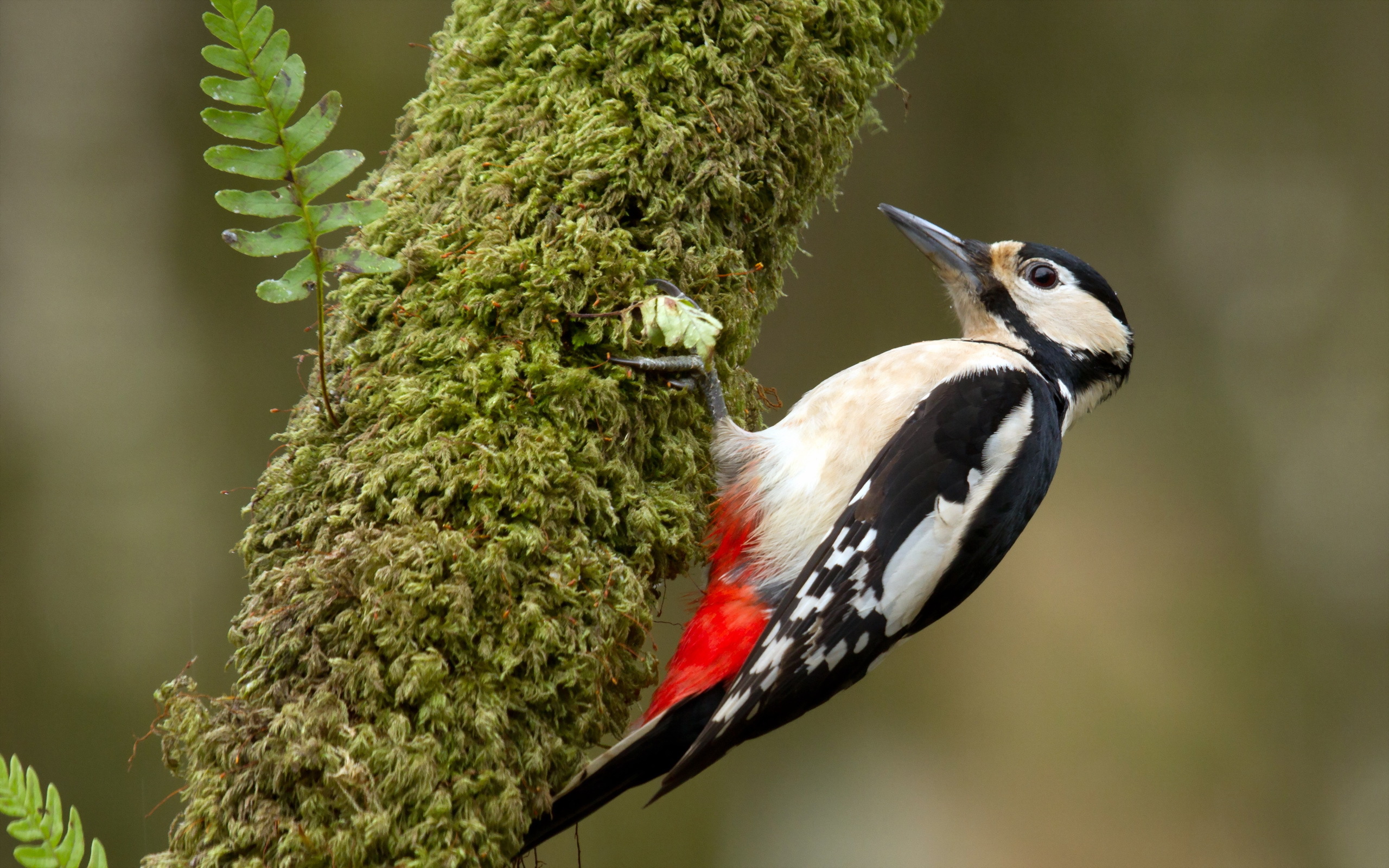 Free download wallpaper Bird, Birds, Animal on your PC desktop