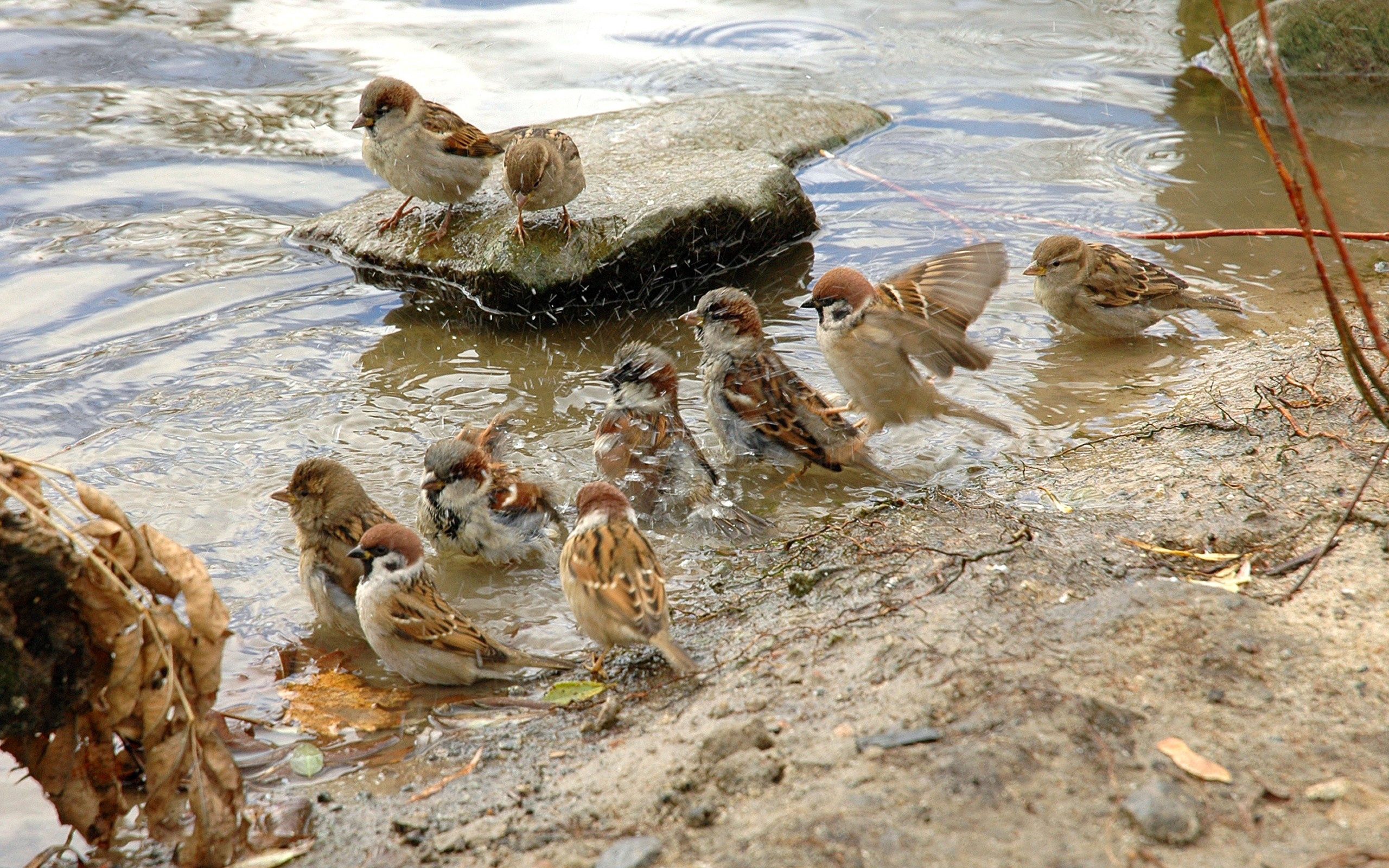 wallpapers birds, animals, rivers, thirst, sparrows