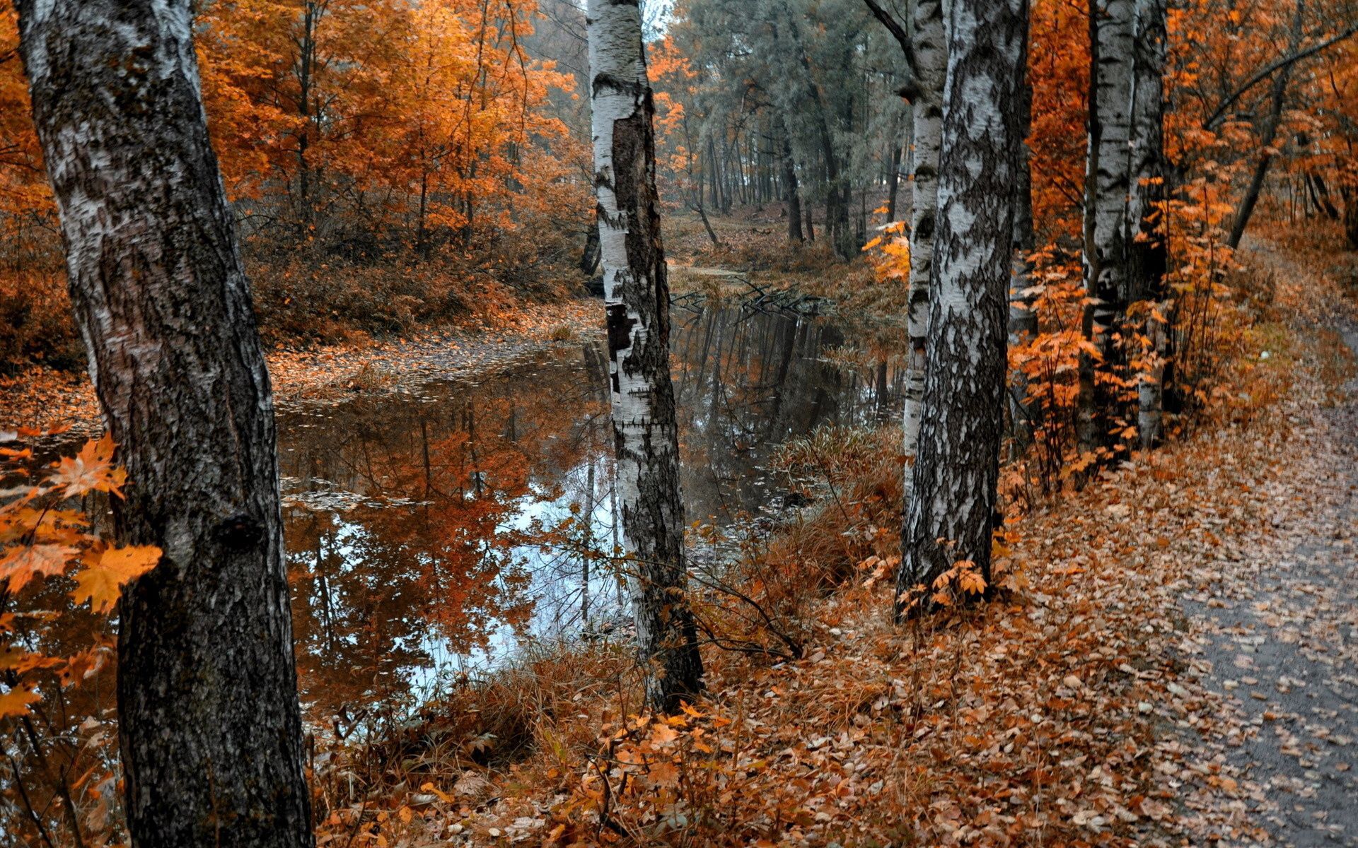nature, birches, lake, leaf fall, fall