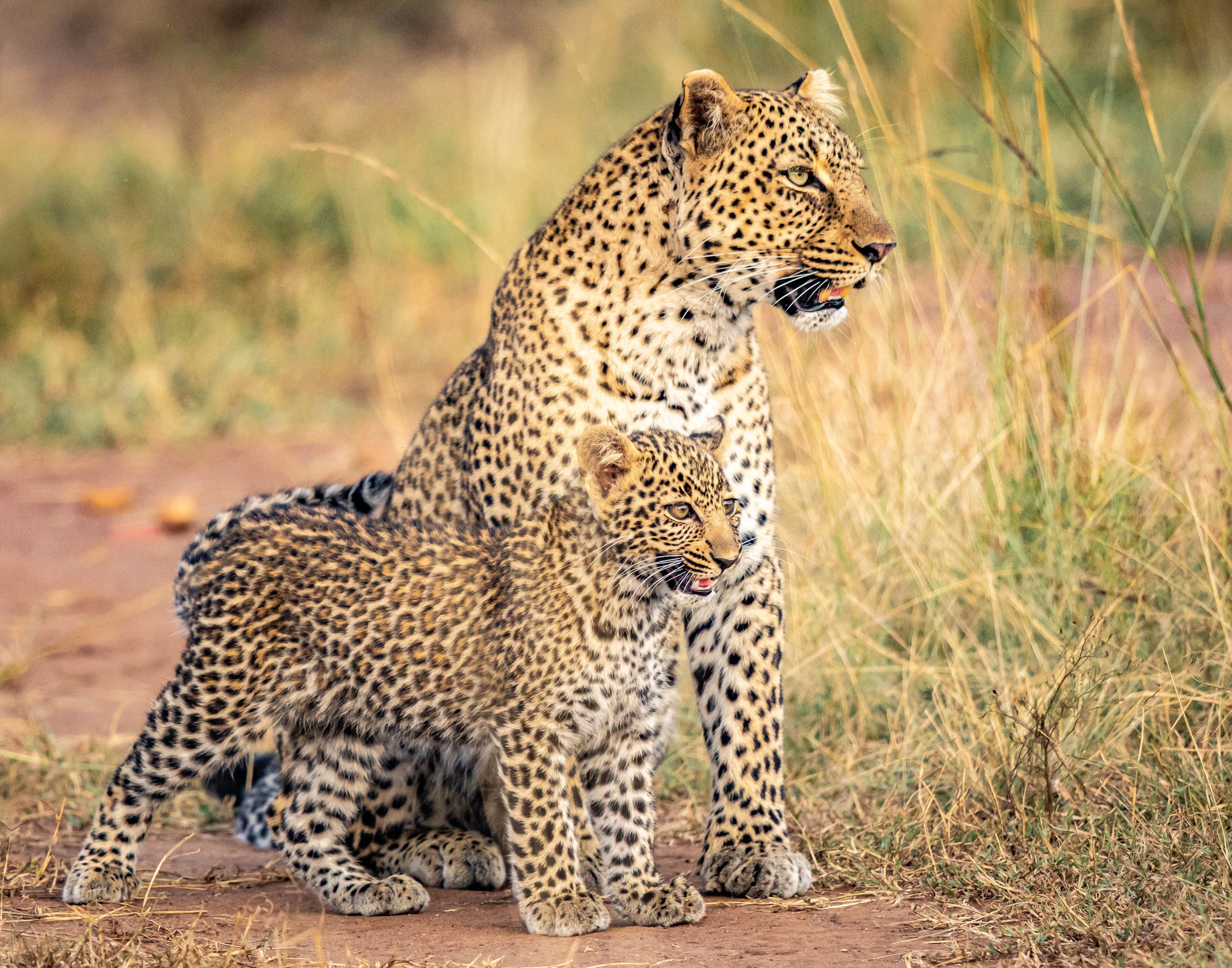 Handy-Wallpaper Tiere, Katzen, Leopard, Tierbaby, Jungtier kostenlos herunterladen.