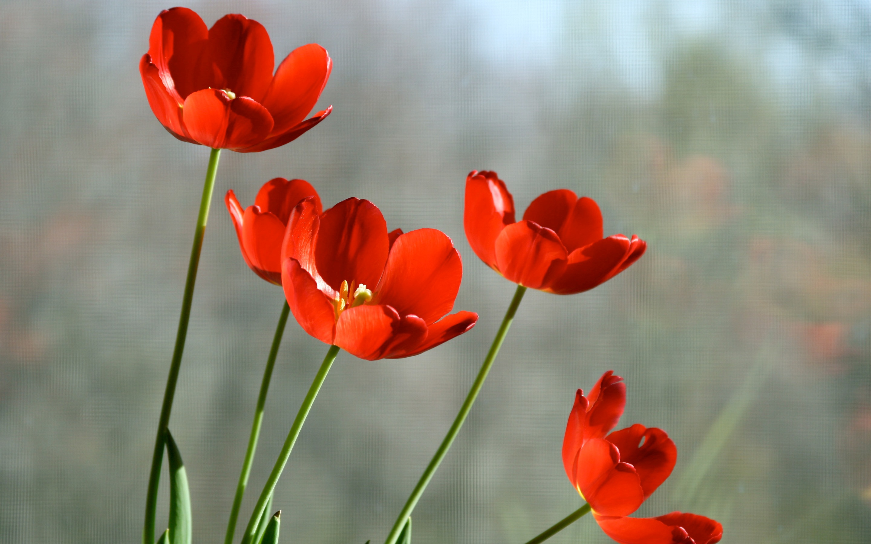 Baixar papel de parede para celular de Tulipa, Flores, Terra/natureza gratuito.