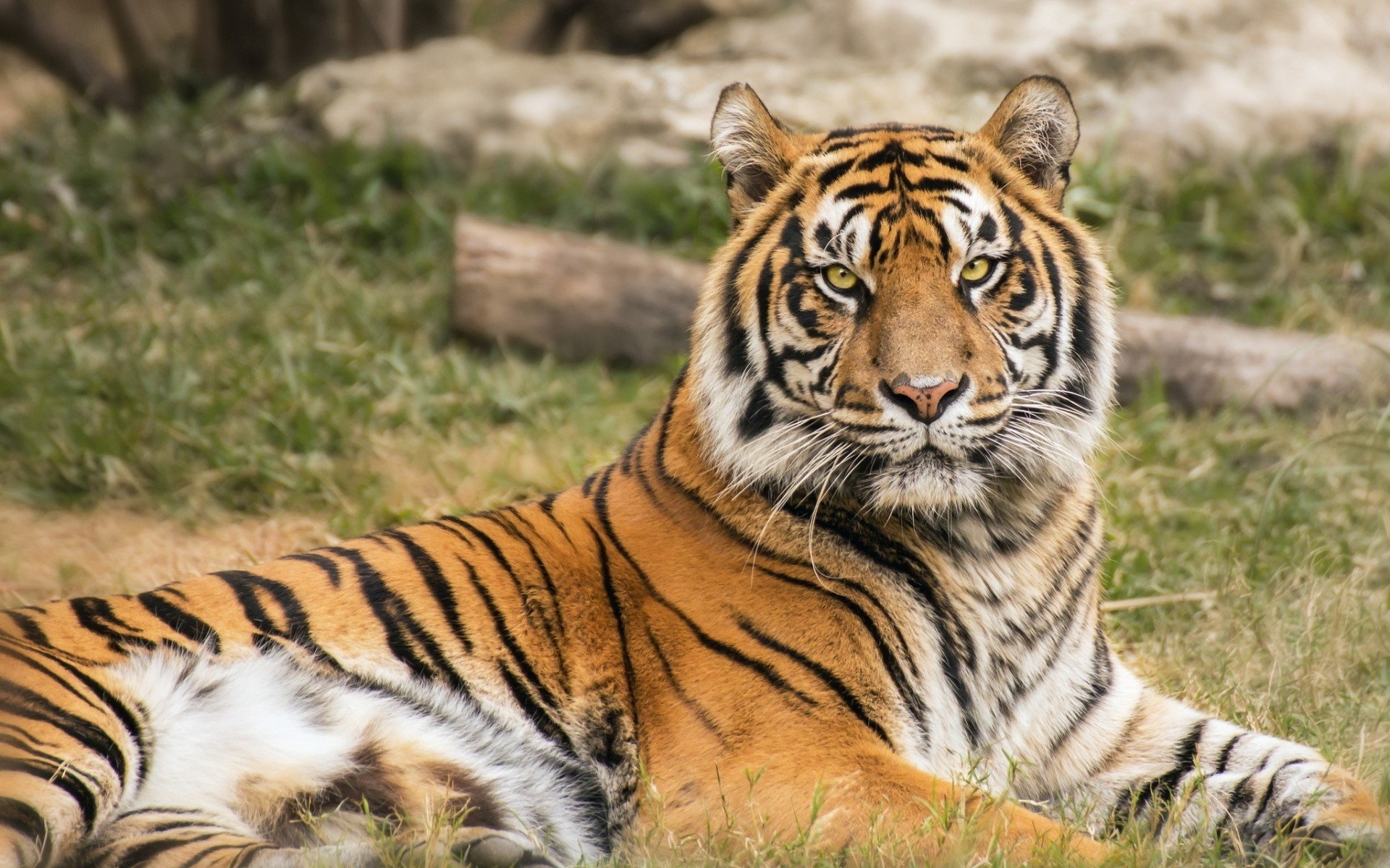 Téléchargez gratuitement l'image Animaux, Chats, Tigre sur le bureau de votre PC