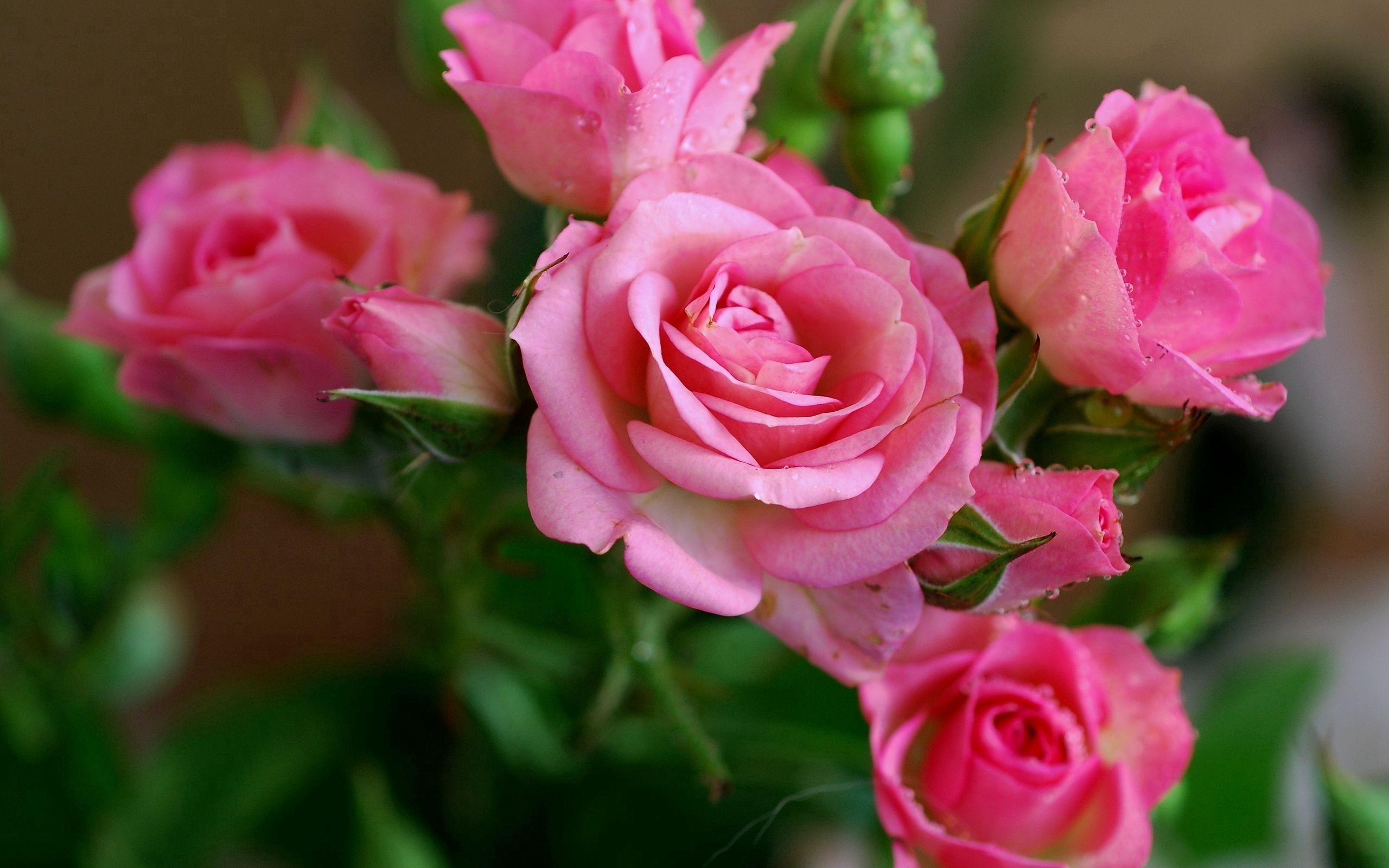 roses, buds, flowers, drops, dew Full HD