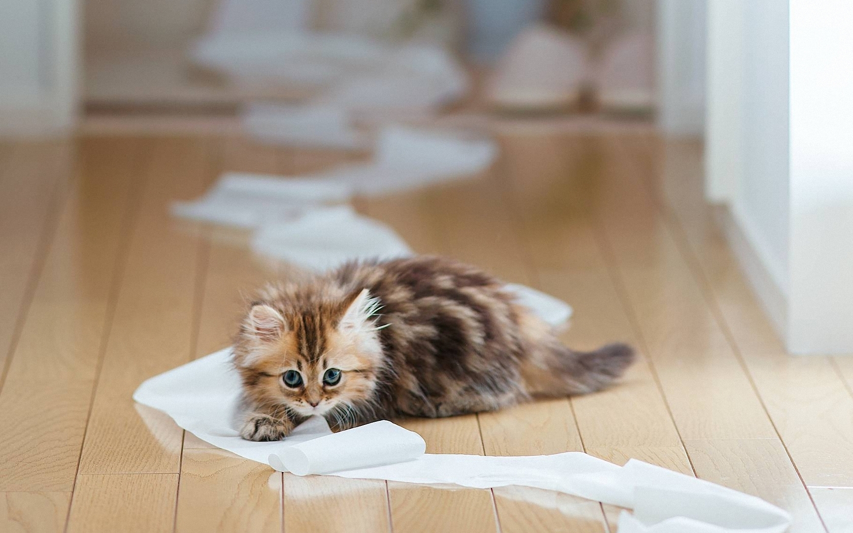 Téléchargez des papiers peints mobile Animaux, Chat gratuitement.