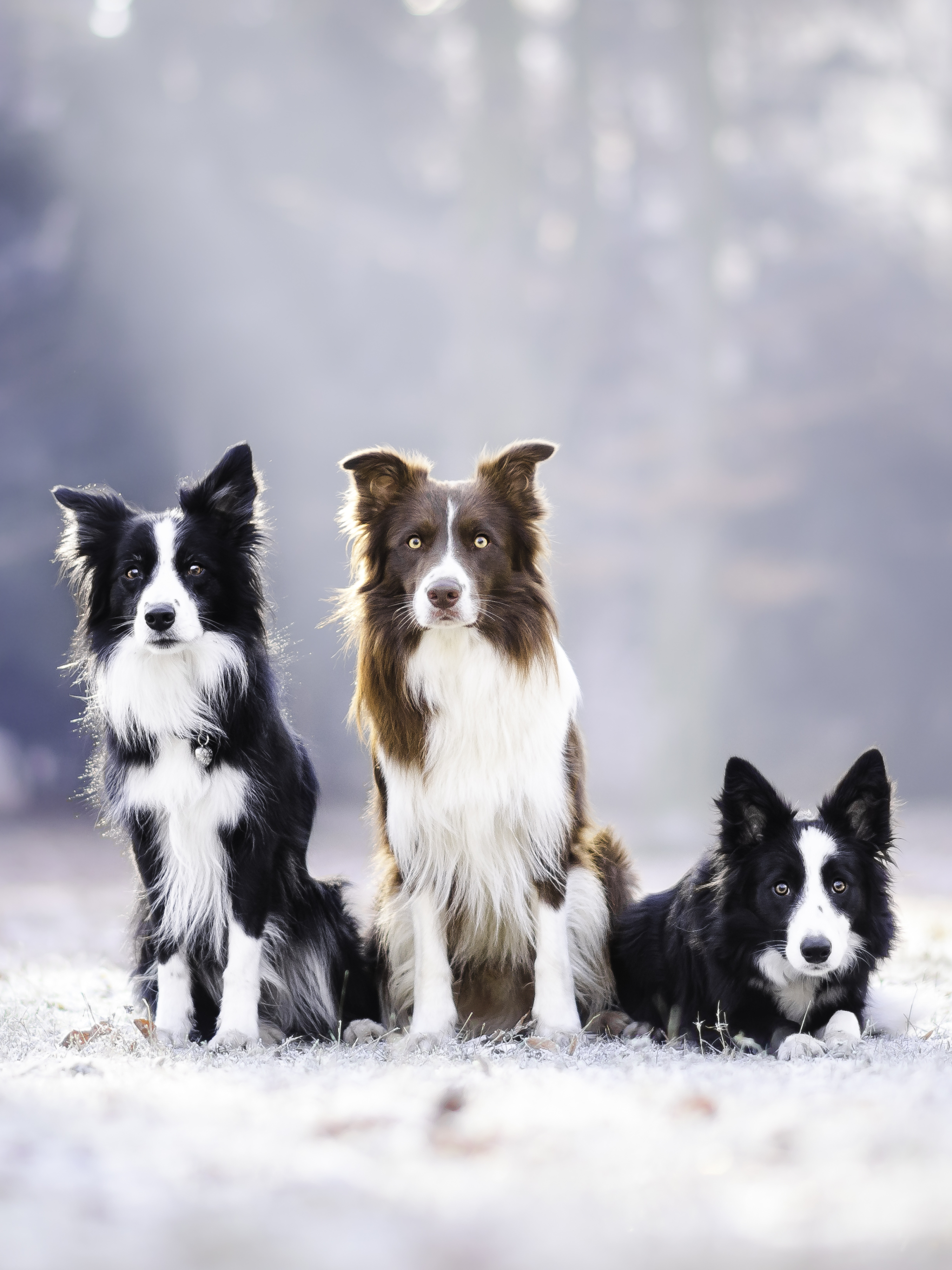 Download mobile wallpaper Dogs, Dog, Animal, Border Collie for free.