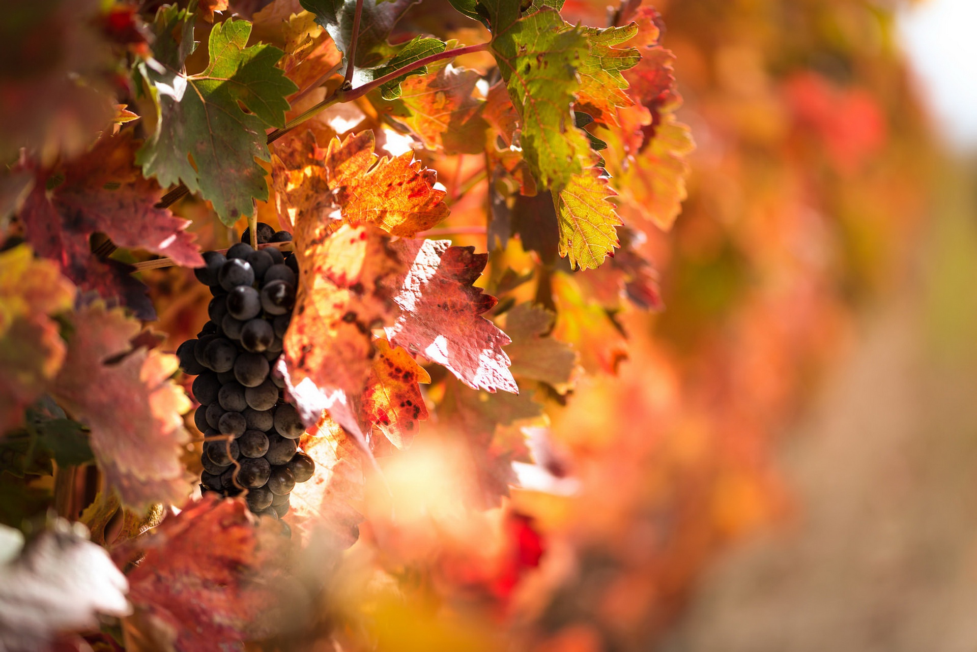 Free download wallpaper Fruits, Food, Grapes, Leaf, Fall, Fruit, Depth Of Field on your PC desktop