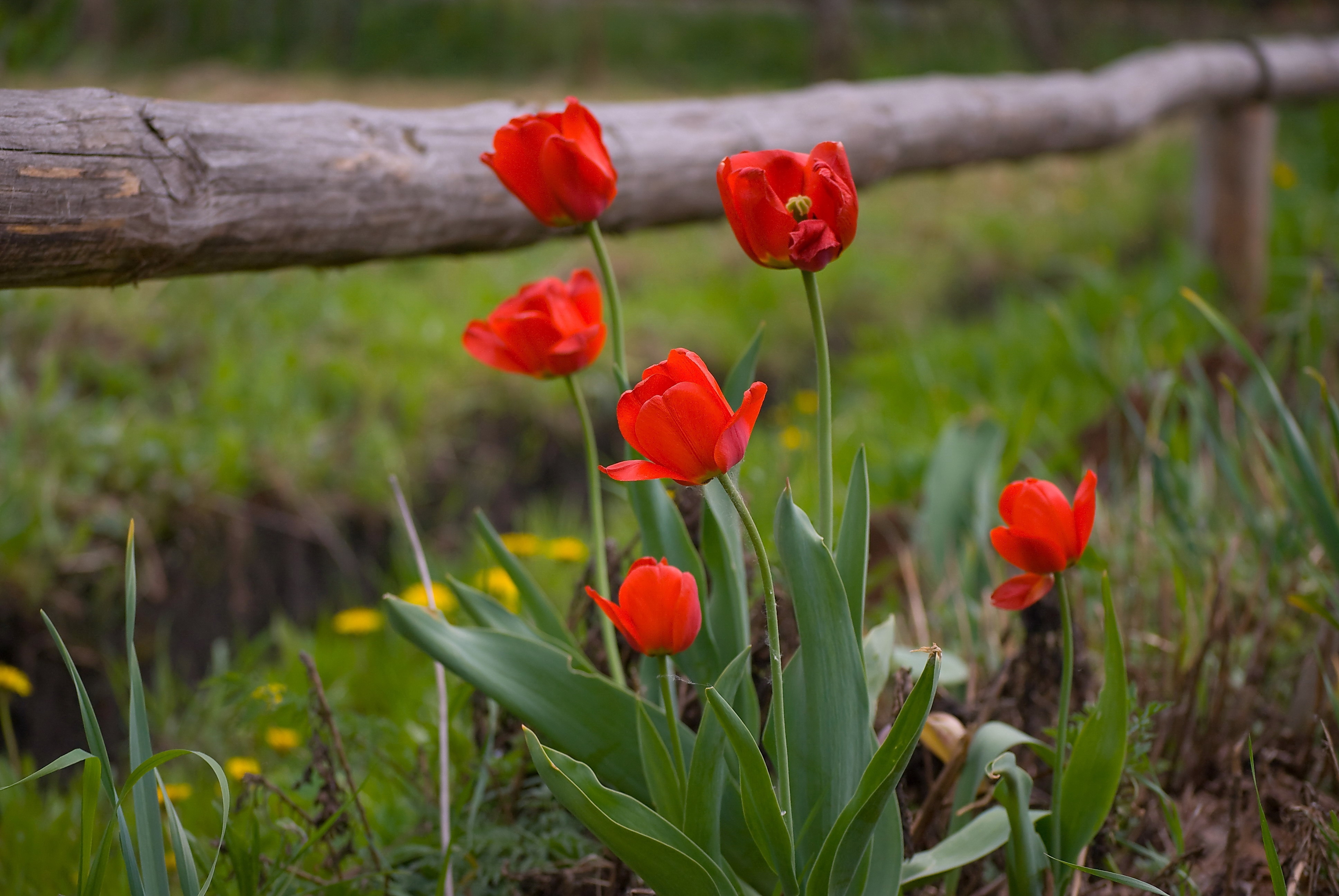 nature, tulips, dandelions, flowers, grass, fence HD wallpaper