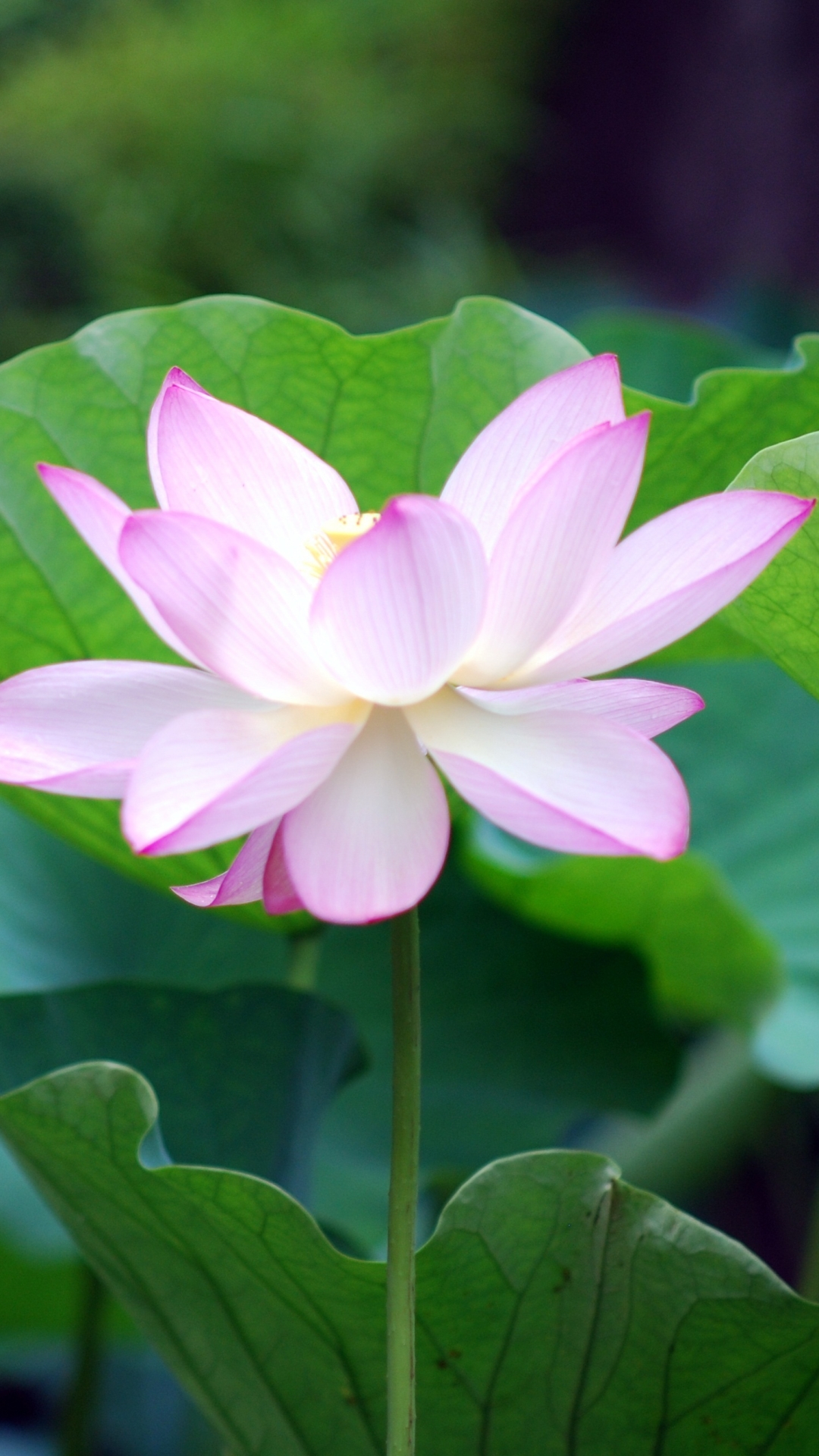 Download mobile wallpaper Flowers, Lotus, Earth for free.