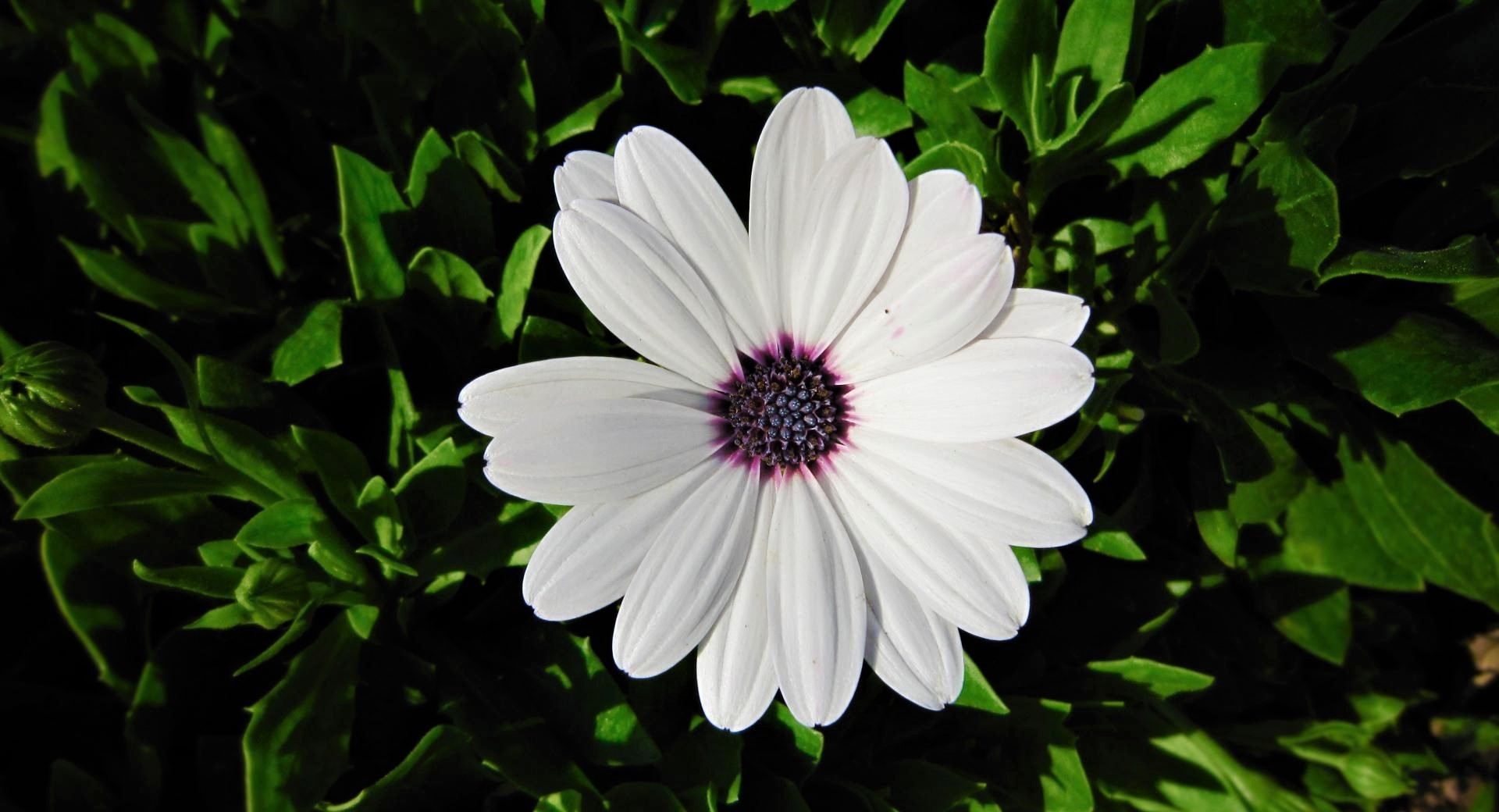 Download mobile wallpaper Flower, Earth, Daisy, African Daisy, White Flower for free.