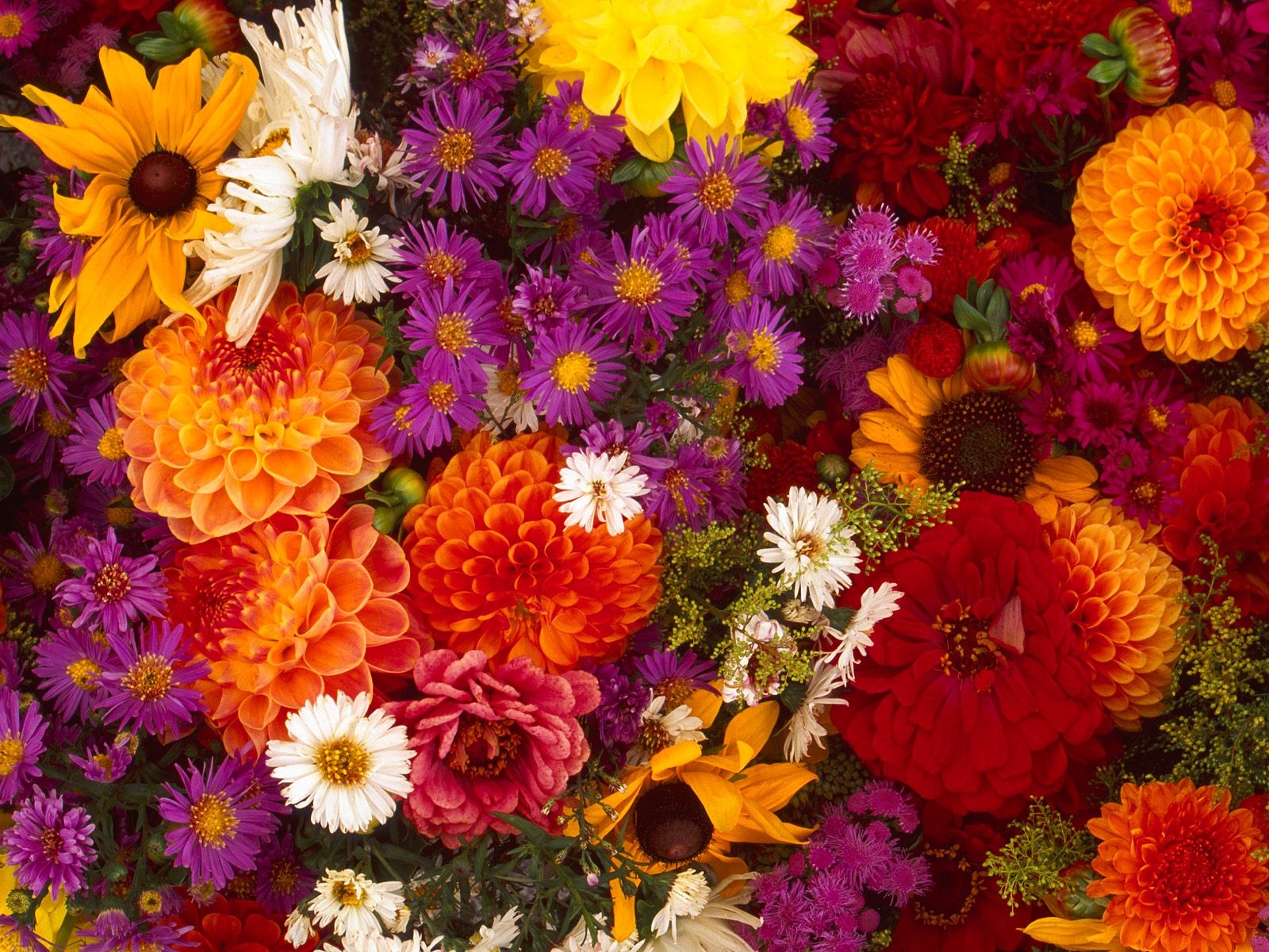 Download mobile wallpaper Flowers, Flower, Earth, Colors, Colorful, Spring for free.