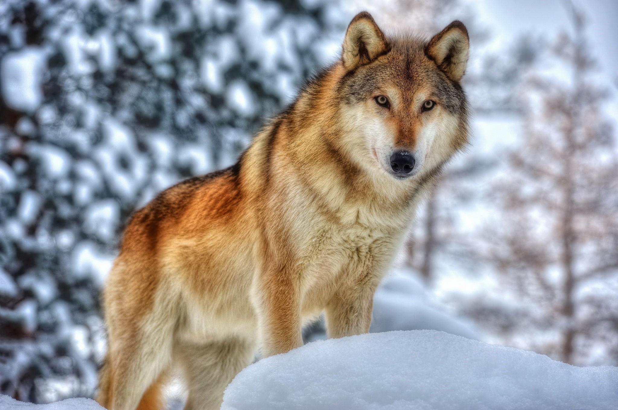 Download mobile wallpaper Wolf, Animal, Hdr, Bokeh, Wolves for free.