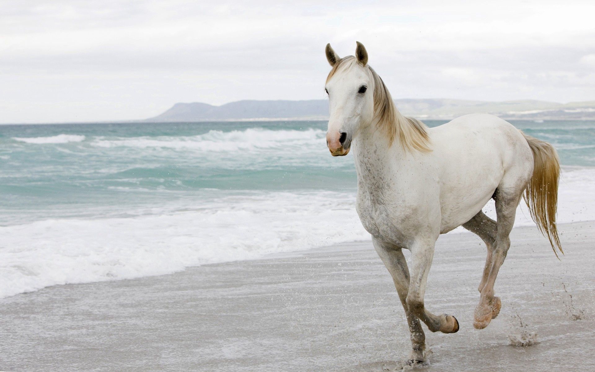 102145 télécharger l'image animaux, mer, sable, fuyez, courir, cheval blanc - fonds d'écran et économiseurs d'écran gratuits