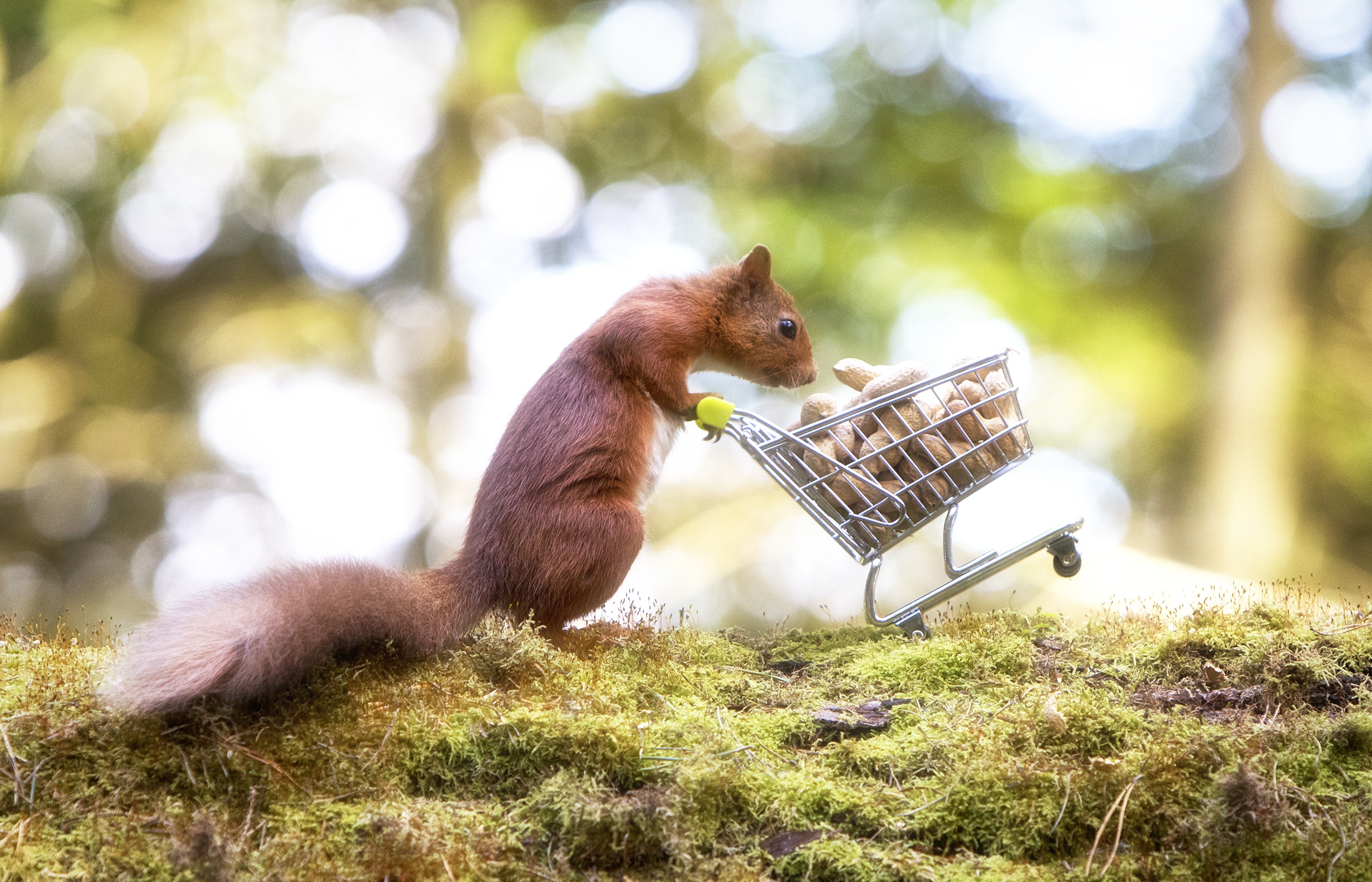 Download mobile wallpaper Squirrel, Animal, Bokeh, Rodent, Nut for free.