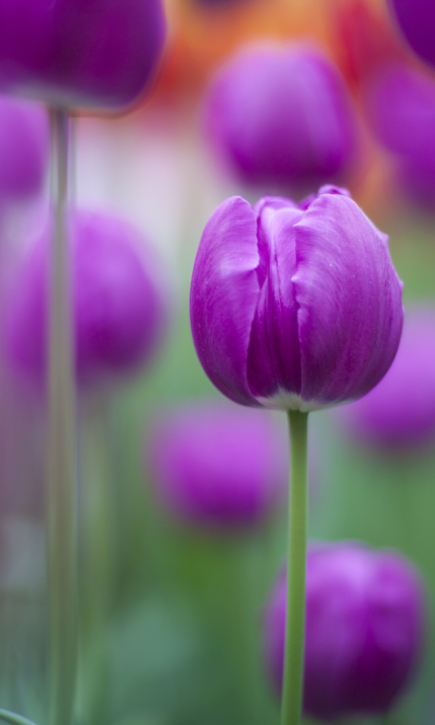 Handy-Wallpaper Blumen, Blume, Tulpe, Erde/natur kostenlos herunterladen.