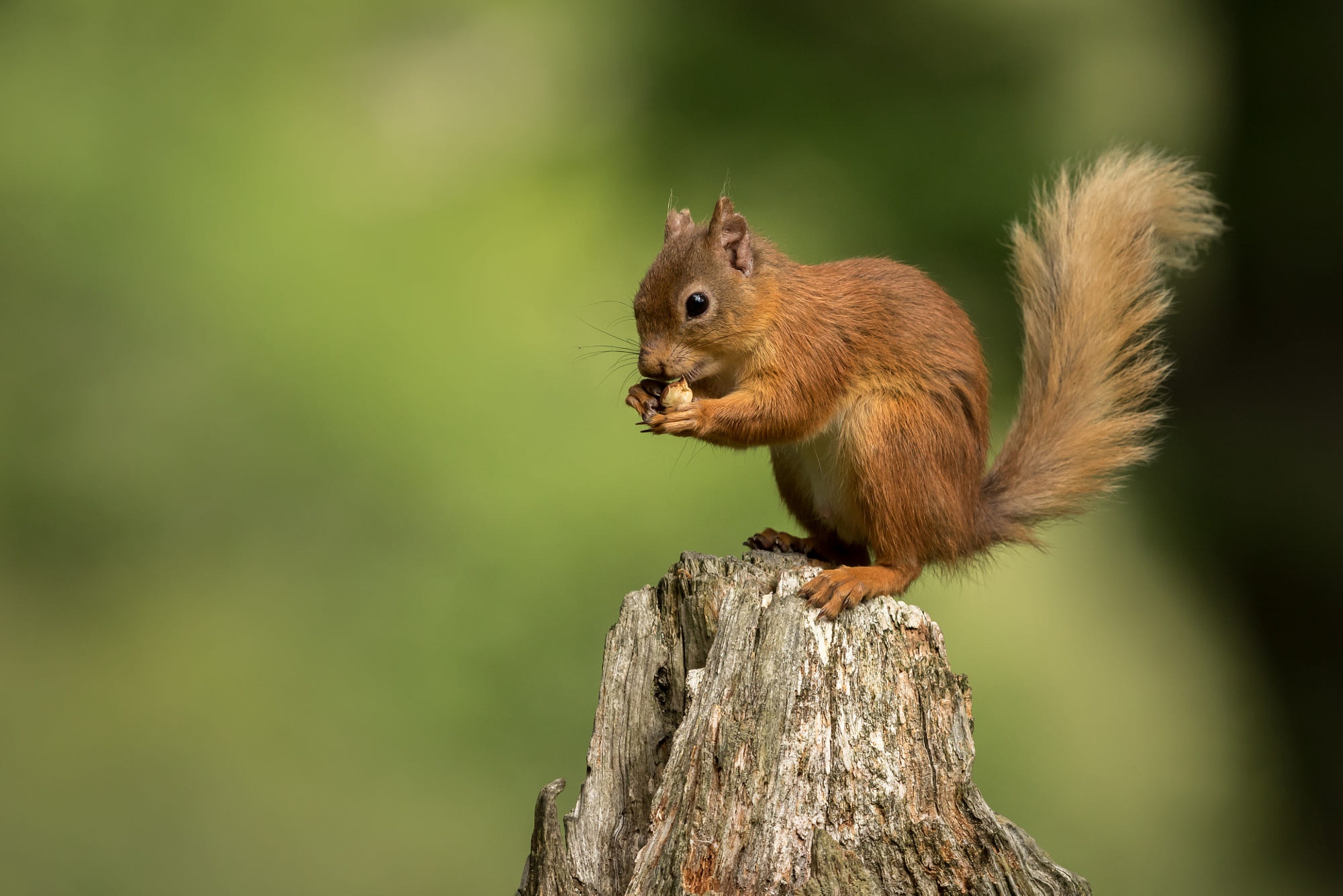 Free download wallpaper Squirrel, Animal, Rodent on your PC desktop