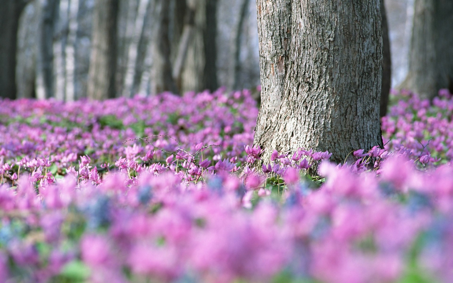 Free download wallpaper Flowers, Landscape, Violet, Plants on your PC desktop
