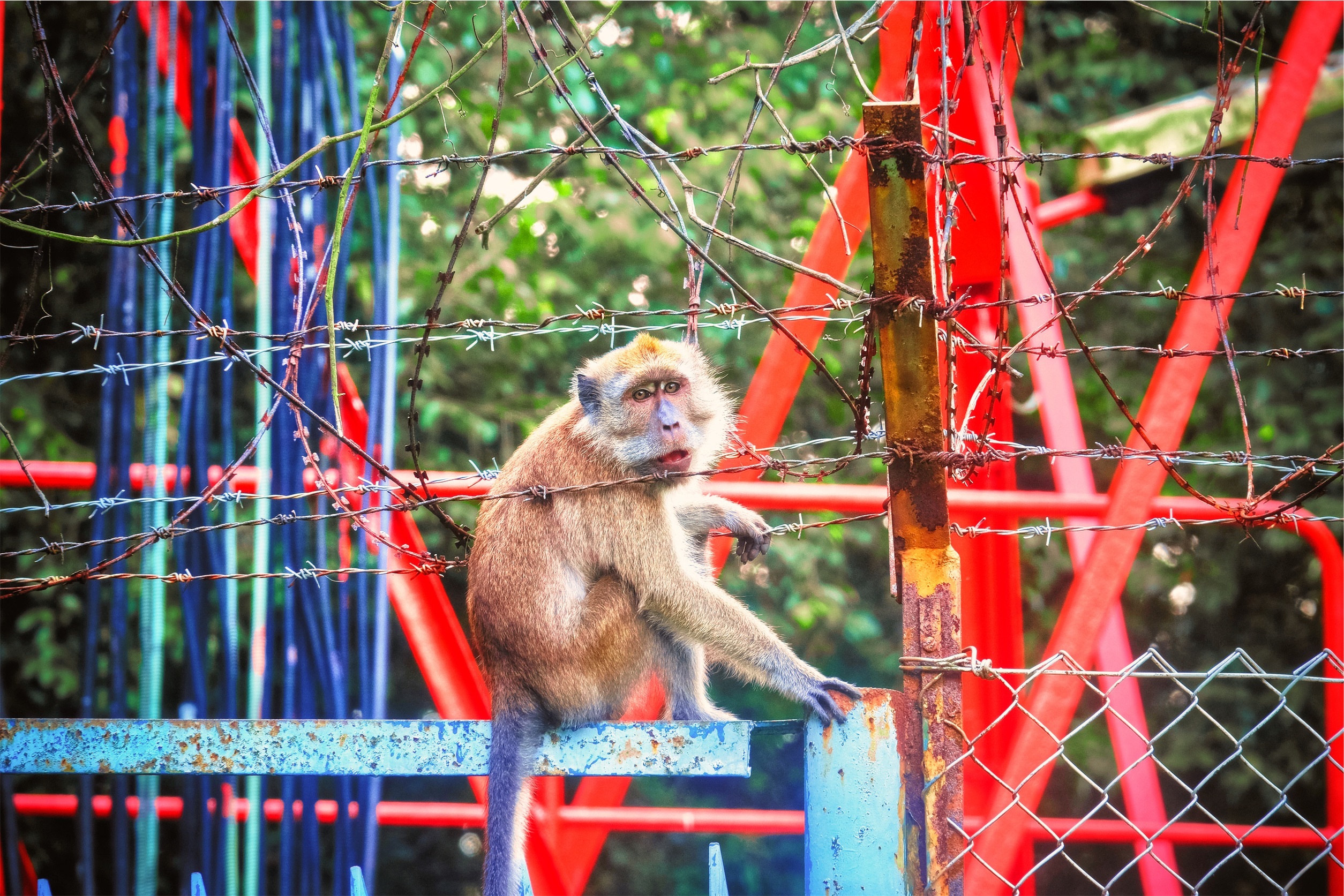 110544 скачать картинку животные, обезьяна, зоопарк, колючая проволока - обои и заставки бесплатно