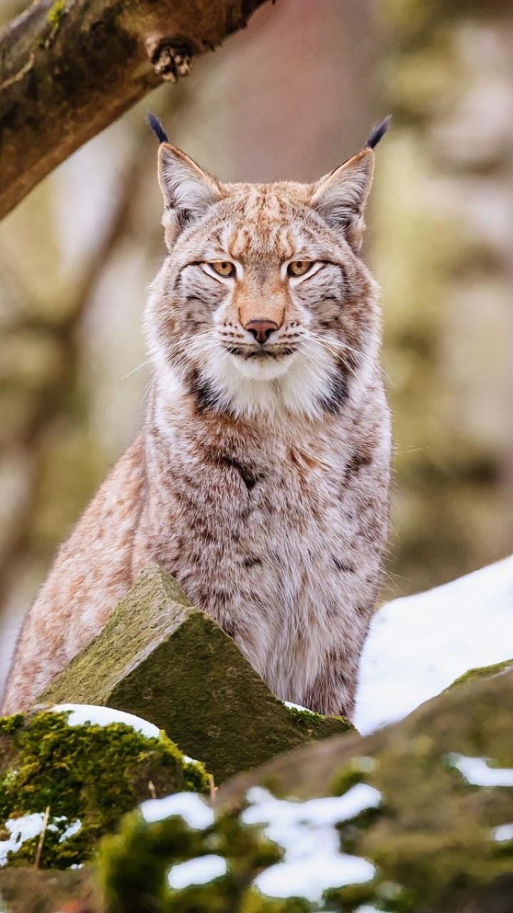 Handy-Wallpaper Tiere, Katzen, Luchs kostenlos herunterladen.