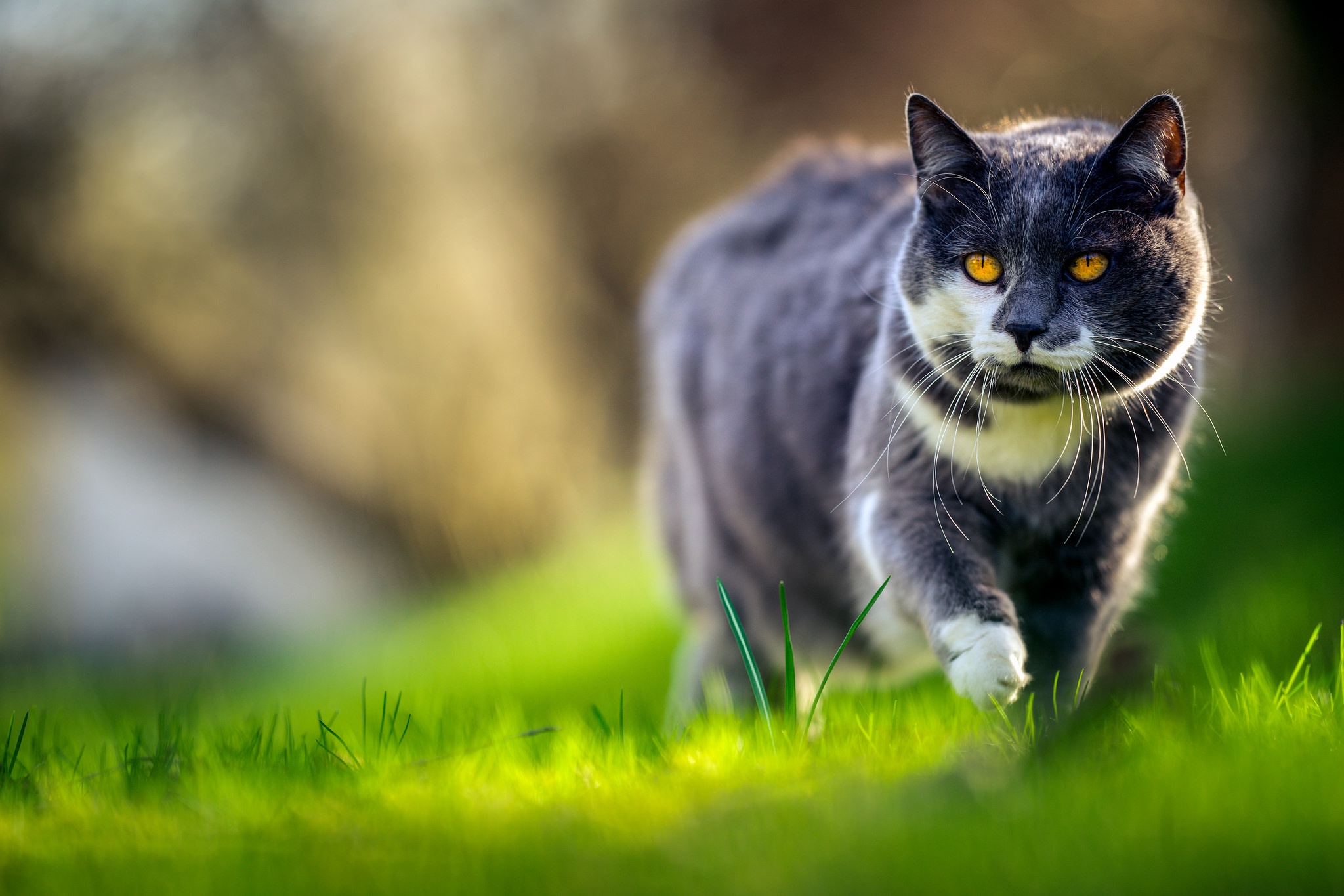 Download mobile wallpaper Cats, Grass, Cat, Blur, Animal, Sunny for free.