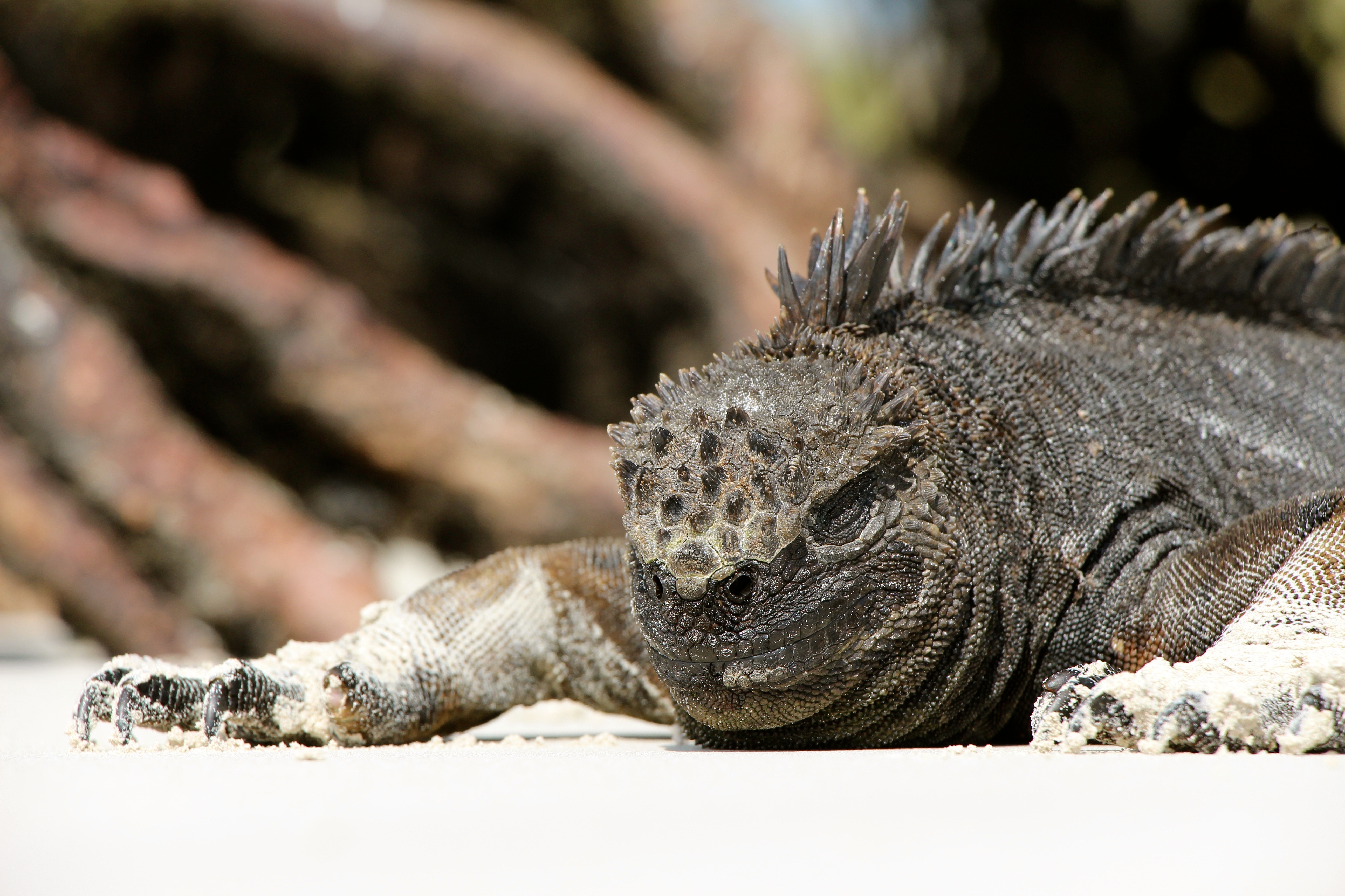 Descarga gratuita de fondo de pantalla para móvil de Animales, Lagarto, Reptil, Reptiles.