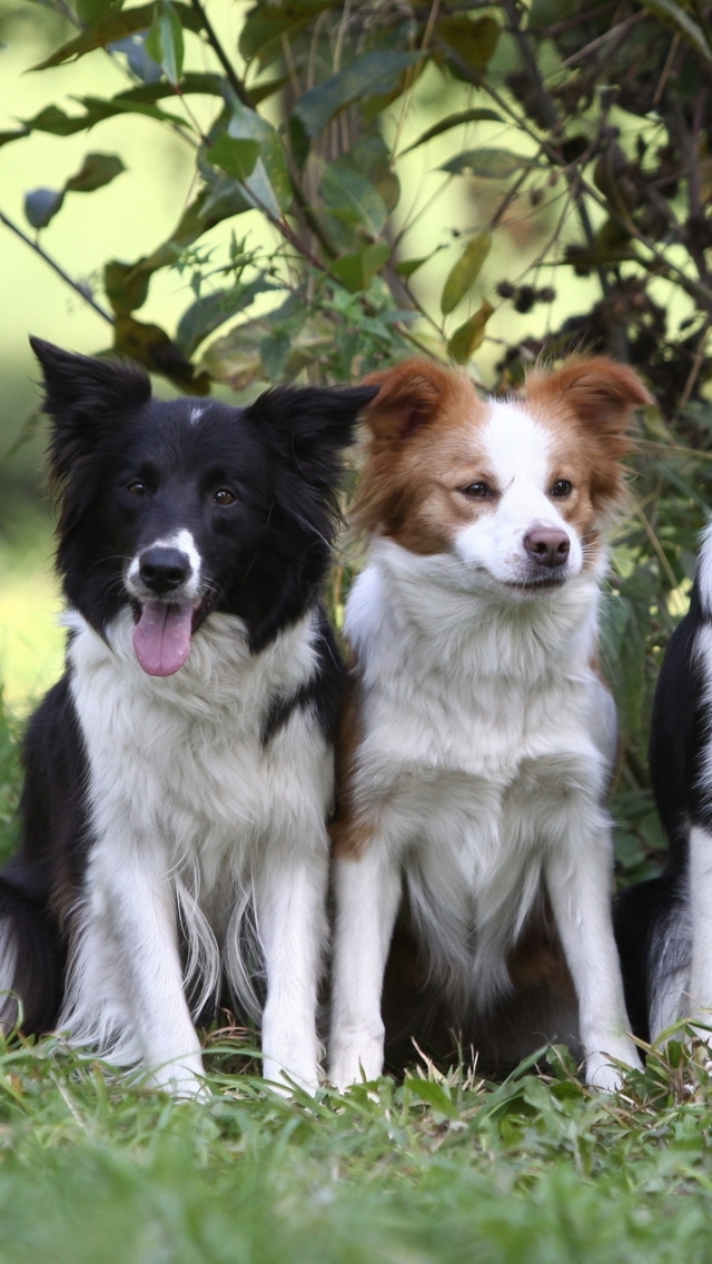 Download mobile wallpaper Dogs, Animal, Border Collie for free.