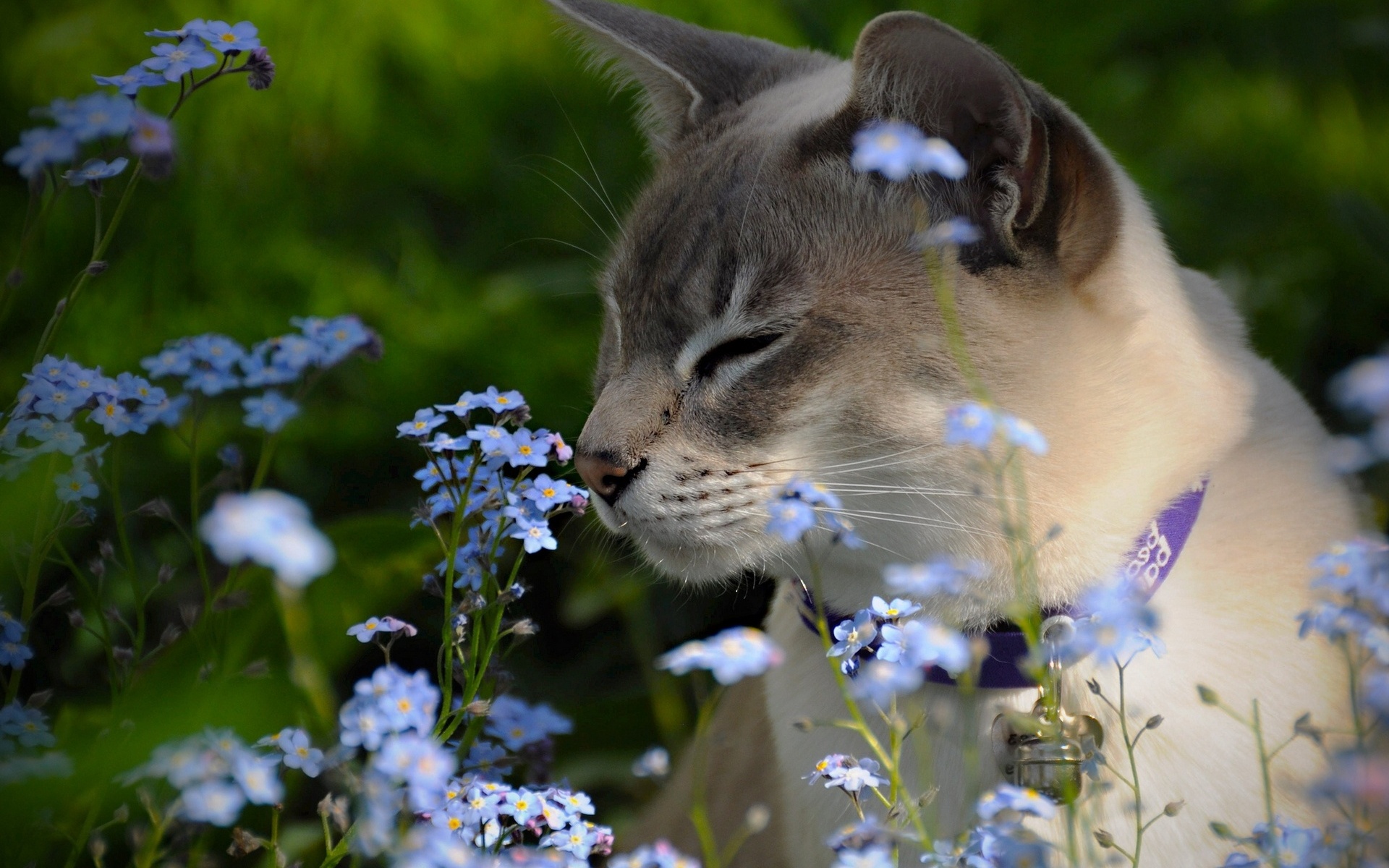 Handy-Wallpaper Tiere, Katze kostenlos herunterladen.