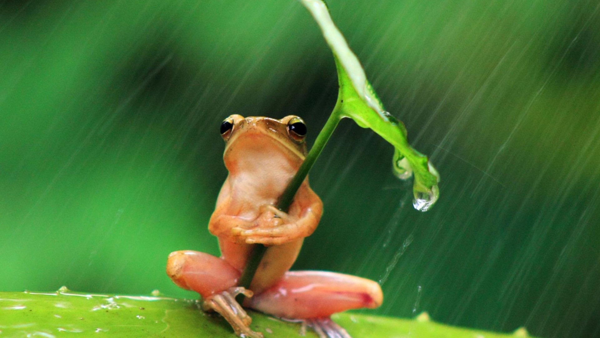 Download mobile wallpaper Rain, Frogs, Leaf, Animal, Frog, Amphibian for free.