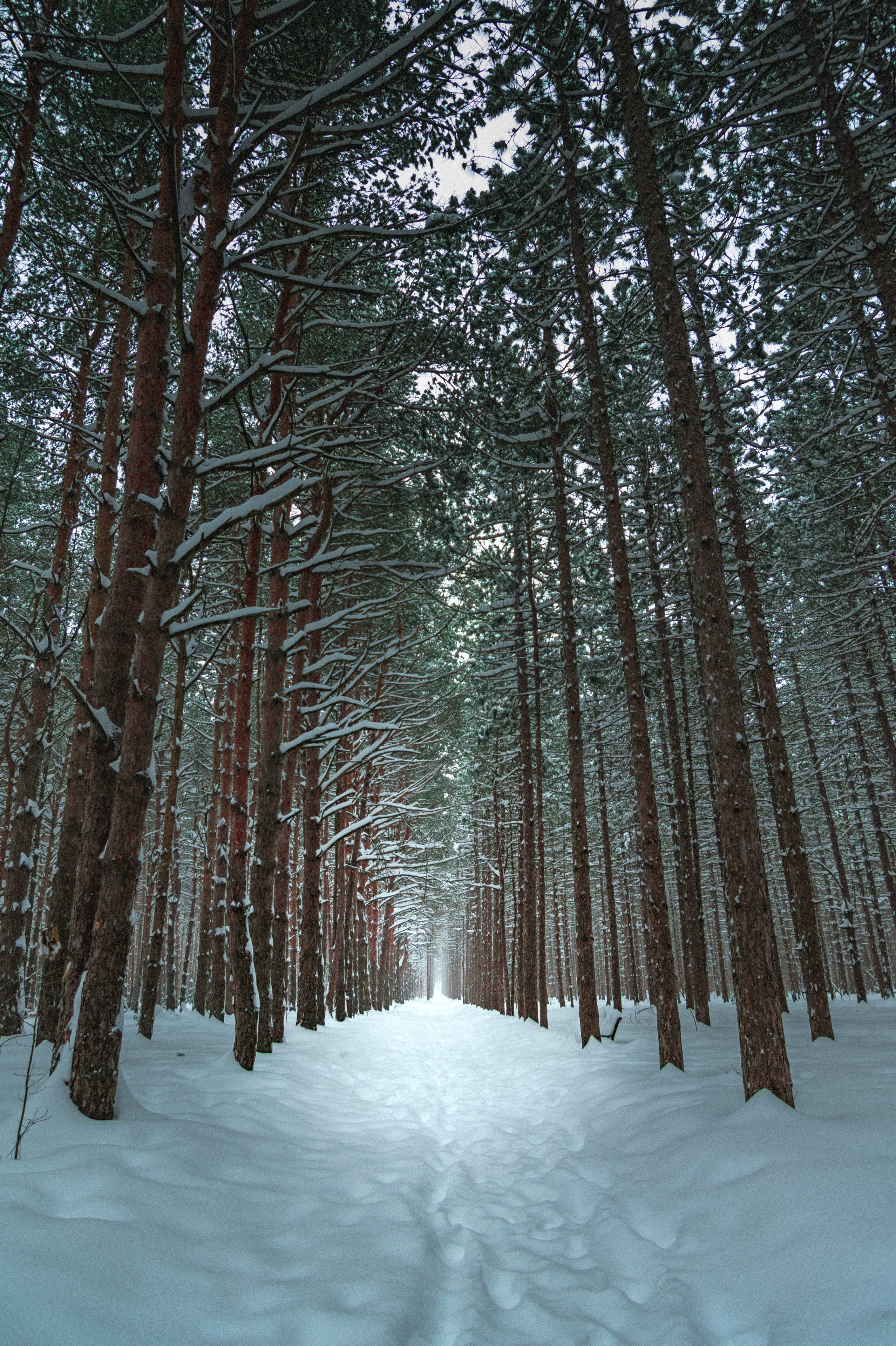 trail, winter, nature, trees, snow, forest, path QHD