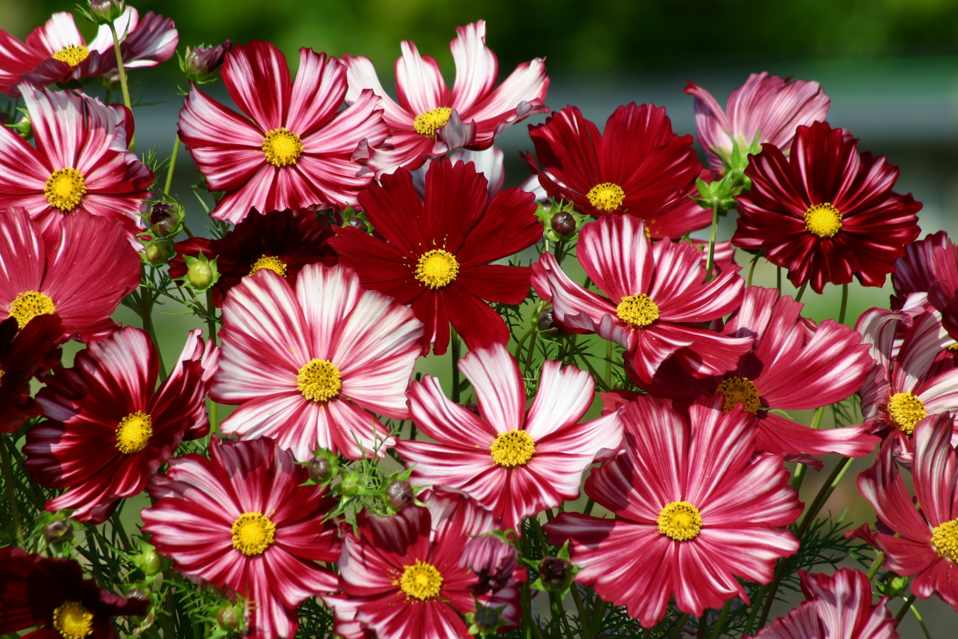 Laden Sie das Blumen, Blume, Nahansicht, Rote Blume, Erde/natur, Pinke Blume, Kosmeen-Bild kostenlos auf Ihren PC-Desktop herunter