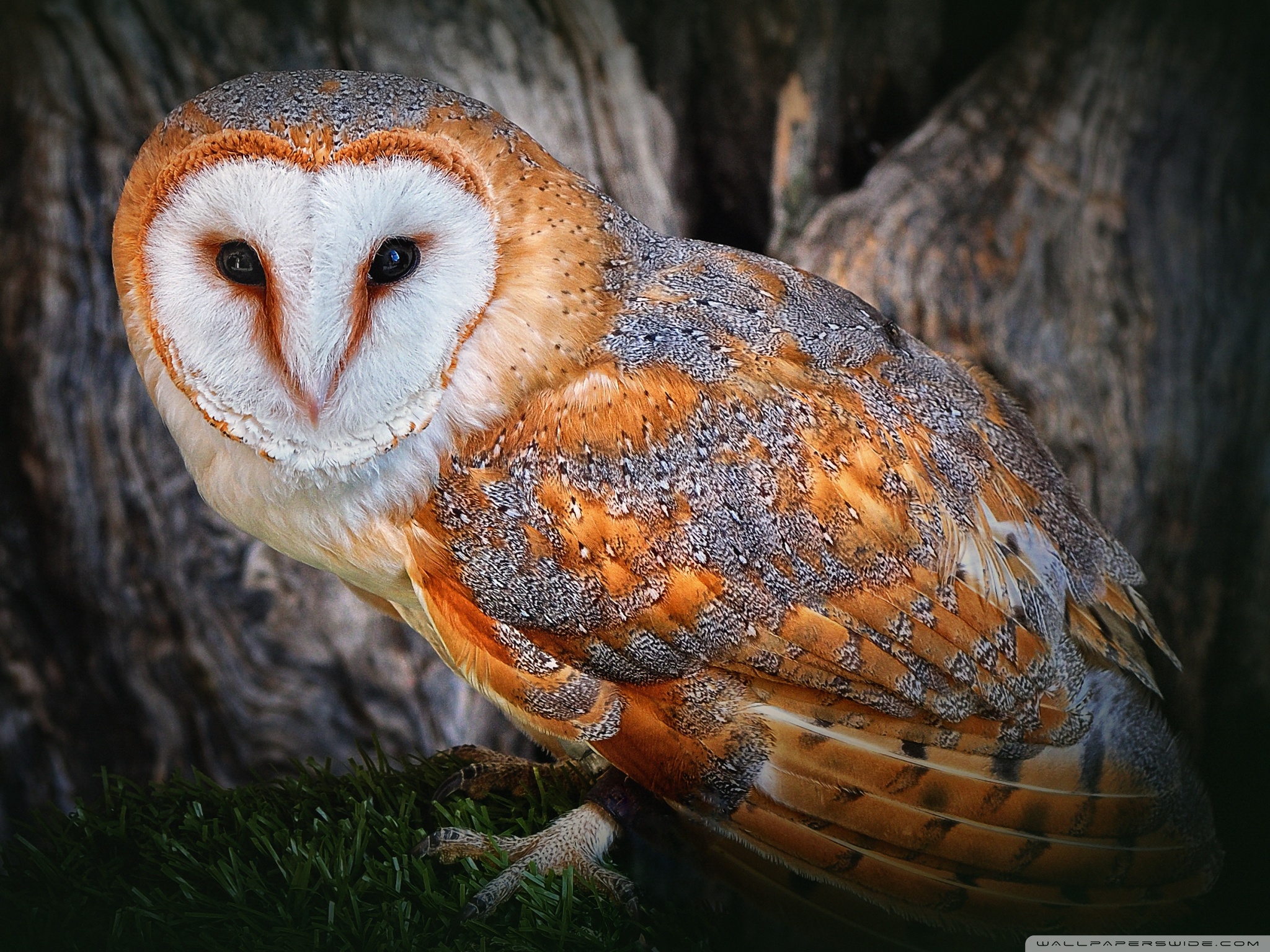Download mobile wallpaper Bird, Animal, Barn Owl for free.