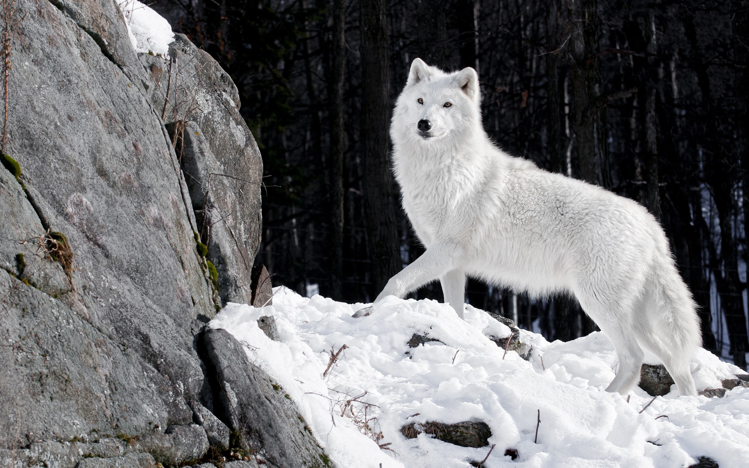 Download mobile wallpaper Wolf, Animal for free.